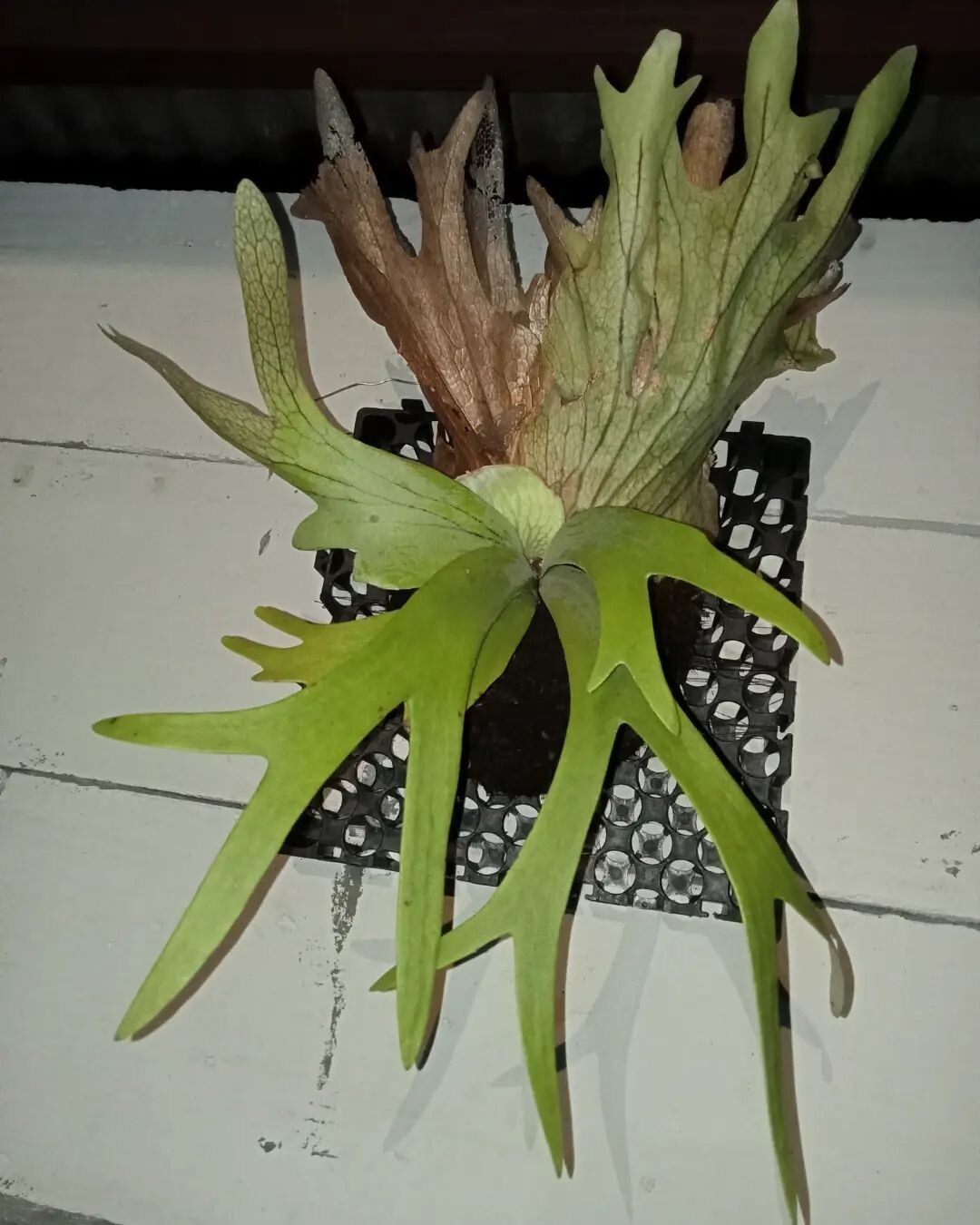 Platycerium Willincky SP buy 5 free 1 + free Phytosanitary Cert