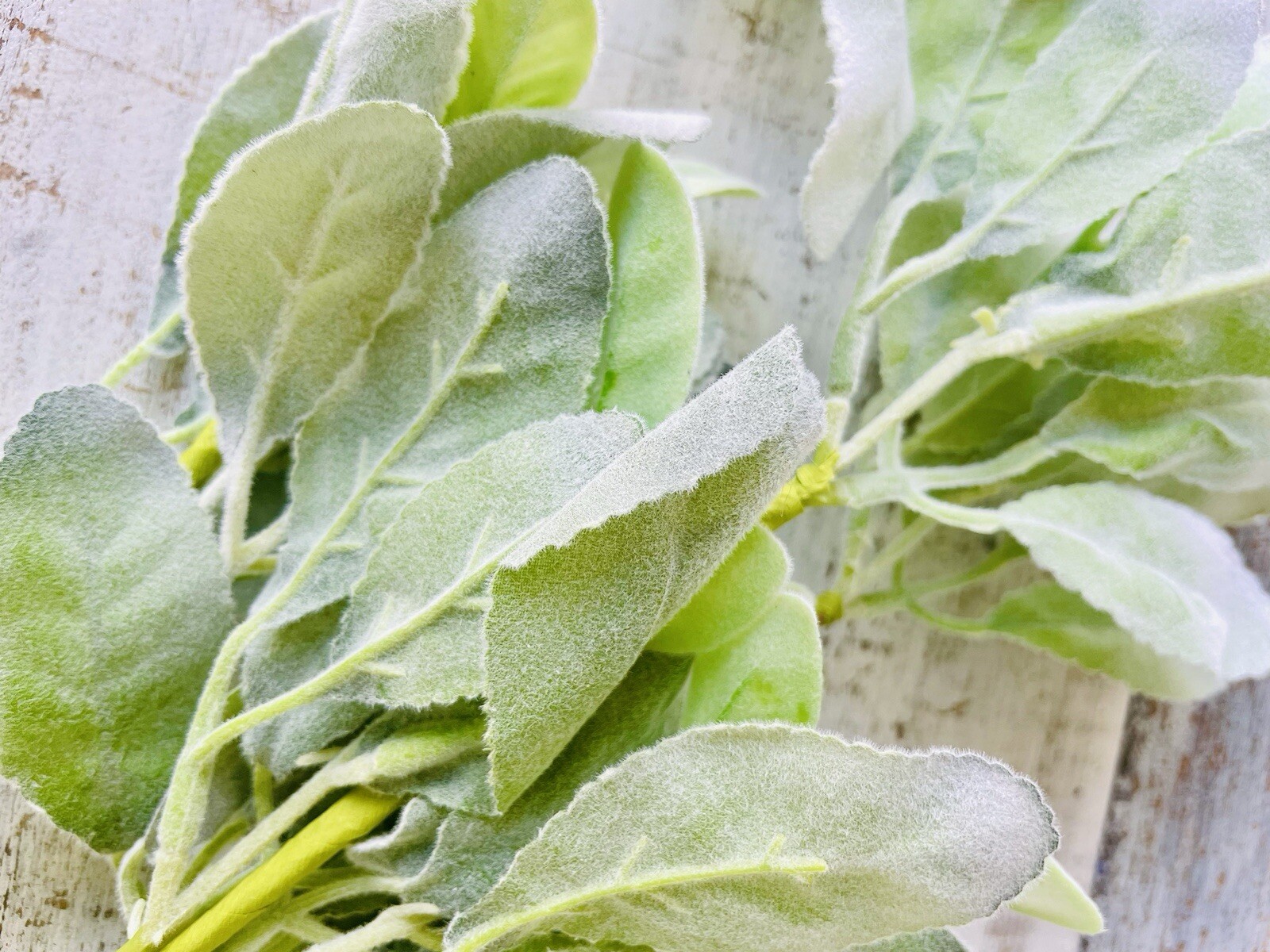 Lamb’s Ear Pick, 13” Bundle Of 3