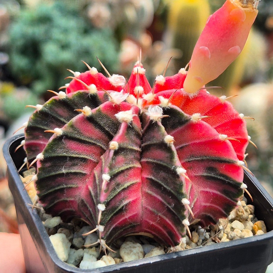 Gymnocalycium friedrichii LB f.variegata mix 20seeds harvest 2025