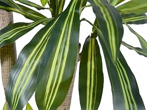 Artificial Dracaena Tree, 5ft Tall Fake Dracaena Plant with Basket, Indoor