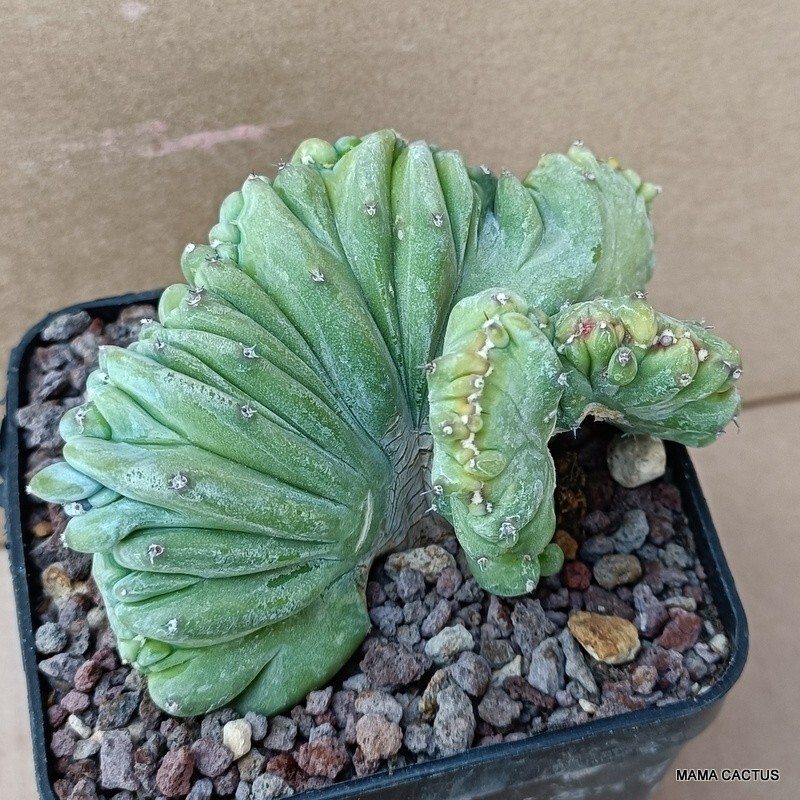 D1494 MYRTILLOCACTUS GEOMETRIZANS STRICTUS pot 9 cm H 6 cm W 10 cm MaMa Cactus