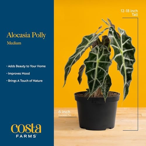 Alocasia Polly Live Plant in Decorative Pot, Indoor Houseplant, Perfect for