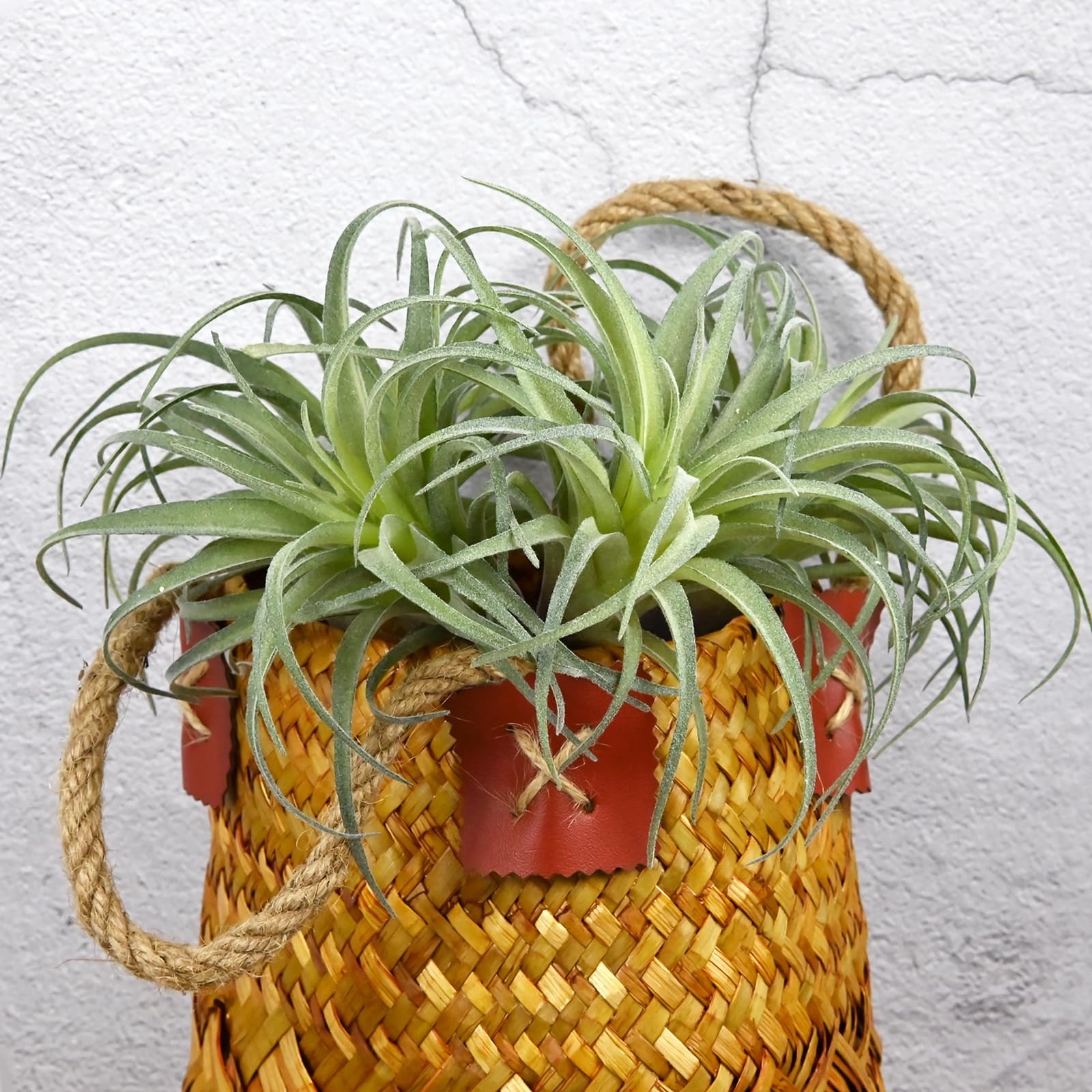 Fake Artificial Tillandsia Air Plants, 4pcs Flocked Green Faux Bromeliads for…