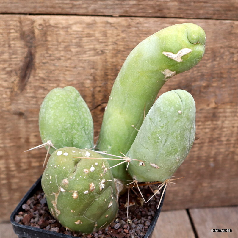 D4060 CEREUS BRIDGESII MONSTER pot10-H18-W14 cm MaMa Cactus