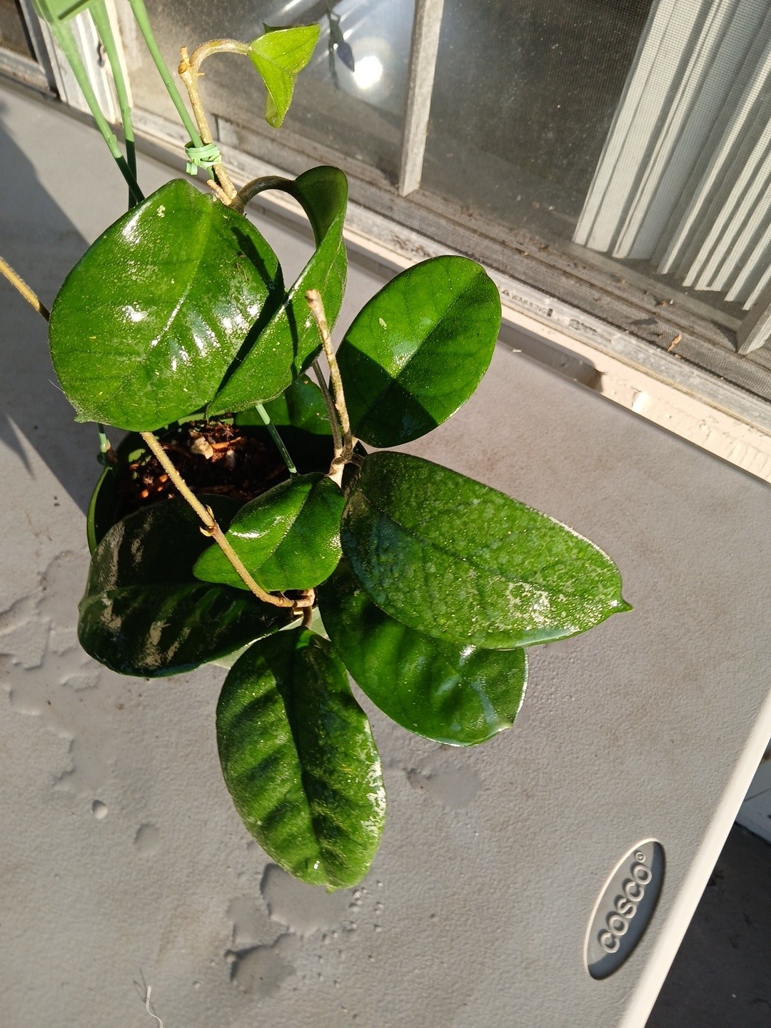 #865- HOYA FUNGI LIVE PLANT, LARGE LEAVES, LARGE PLANT,5″INCHES HANGER POT,