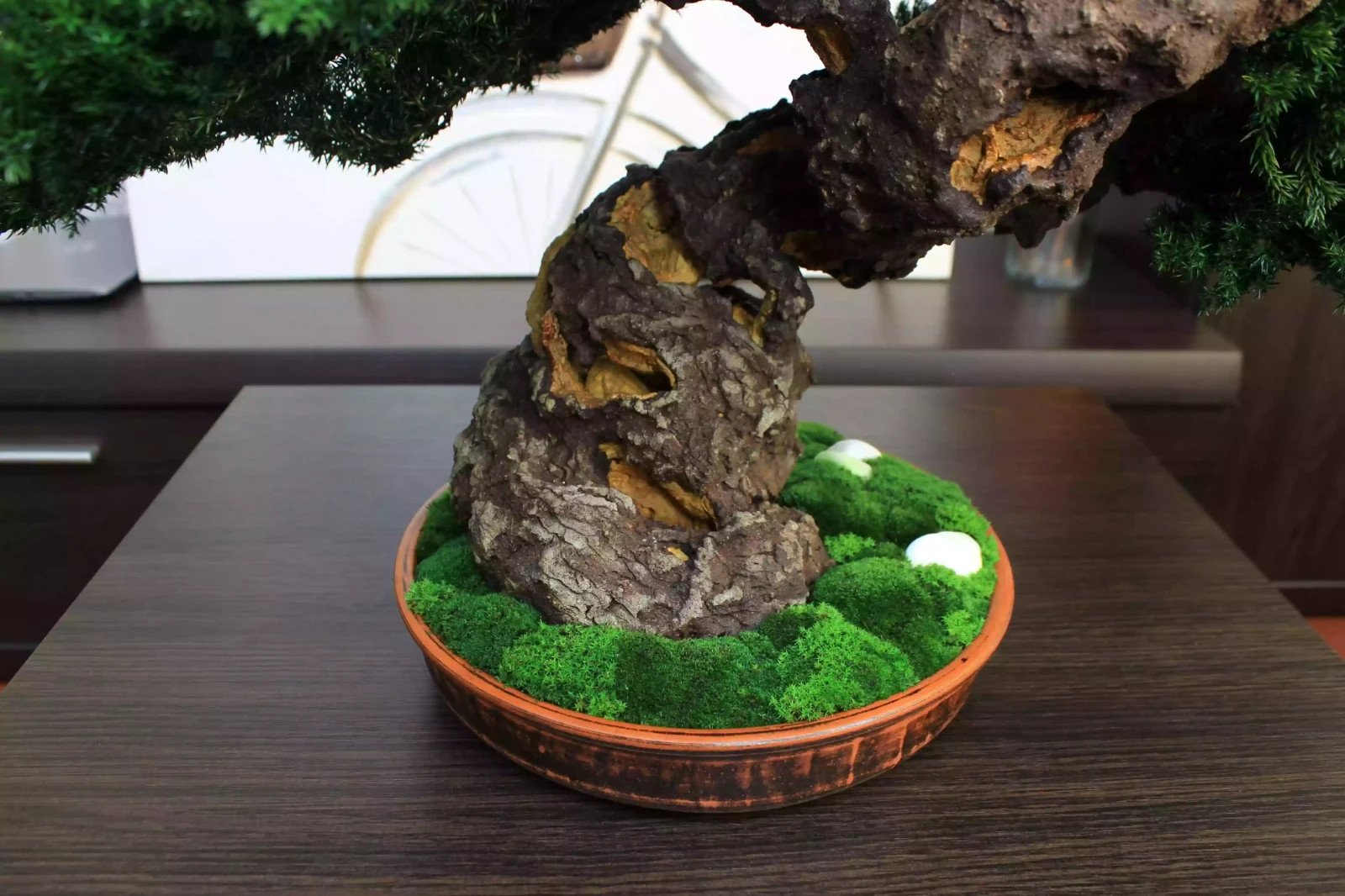 Luxury Preserved Bonsai Tree – Handmade Juniper Zen Sculpture. 49 cm / 19.29″
