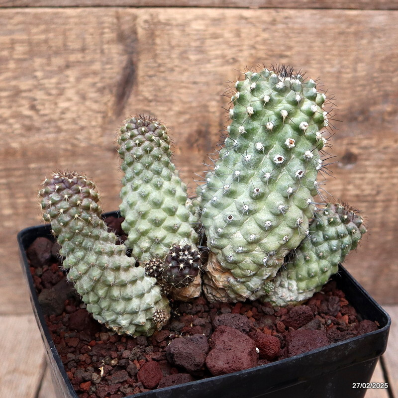 D3596 COPIAPOA TENUISSIMA pot14-H13-W16 cm MaMa Cactus