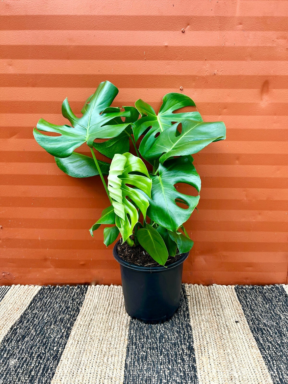 Large Monstera Deliciosa Tropical Split Leaf Plant 10″ Pot Indoor & Outdoor
