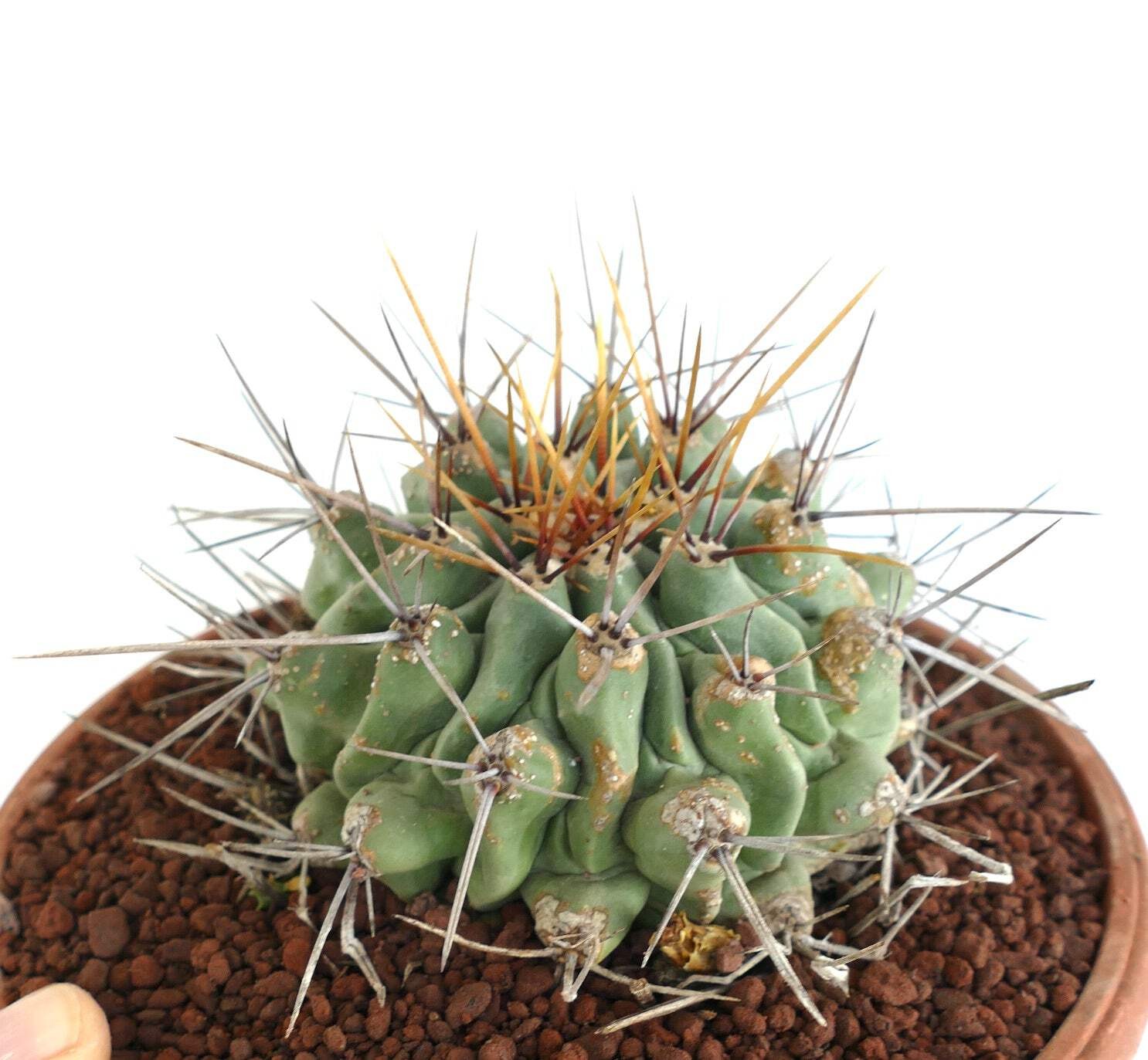 Thelocactus rinconensis LONG SPINES SELECTED – Rincon cactus | Thelocactus