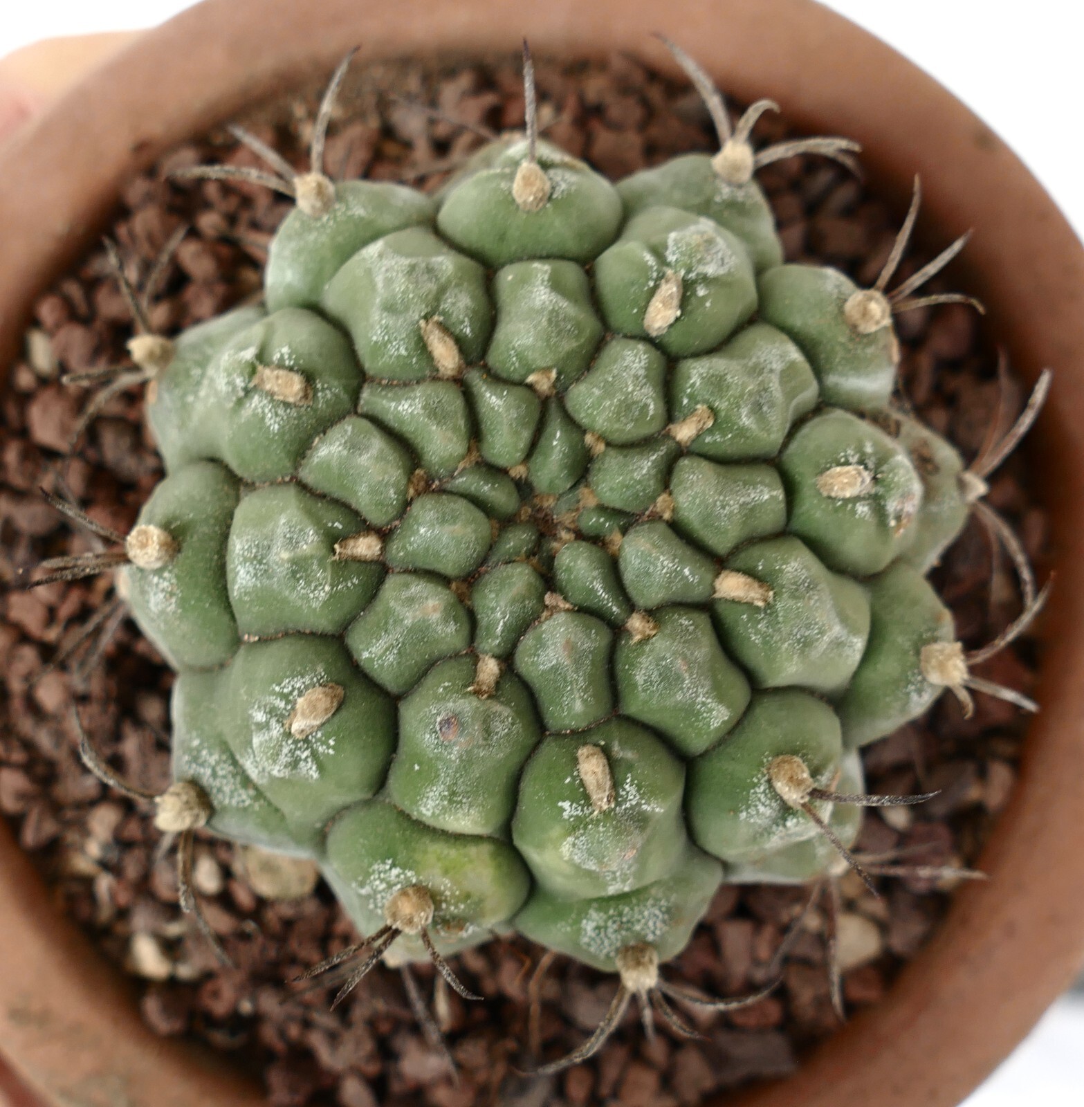 Gymnocalycium saglionis from NUDUM (BOTANICAL ARCHIVE) ex private AA1