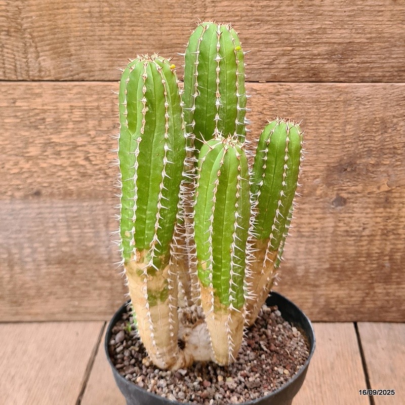 D6470 EUPHORBIA ECHINUS pot14-H23-W15 cm MaMa Cactus