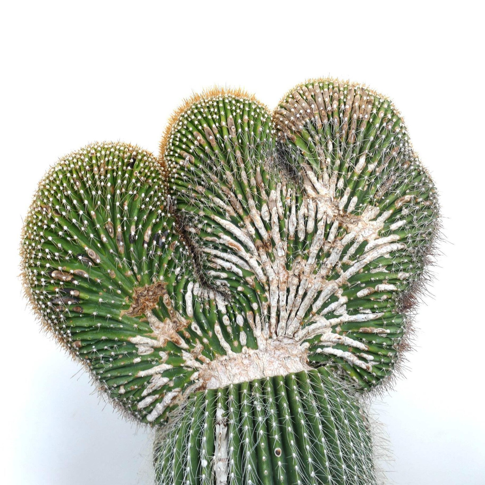 Carnegiea polylopha SAGUARO CRESTED 50x32cm – OLD SPECIMEN WILD