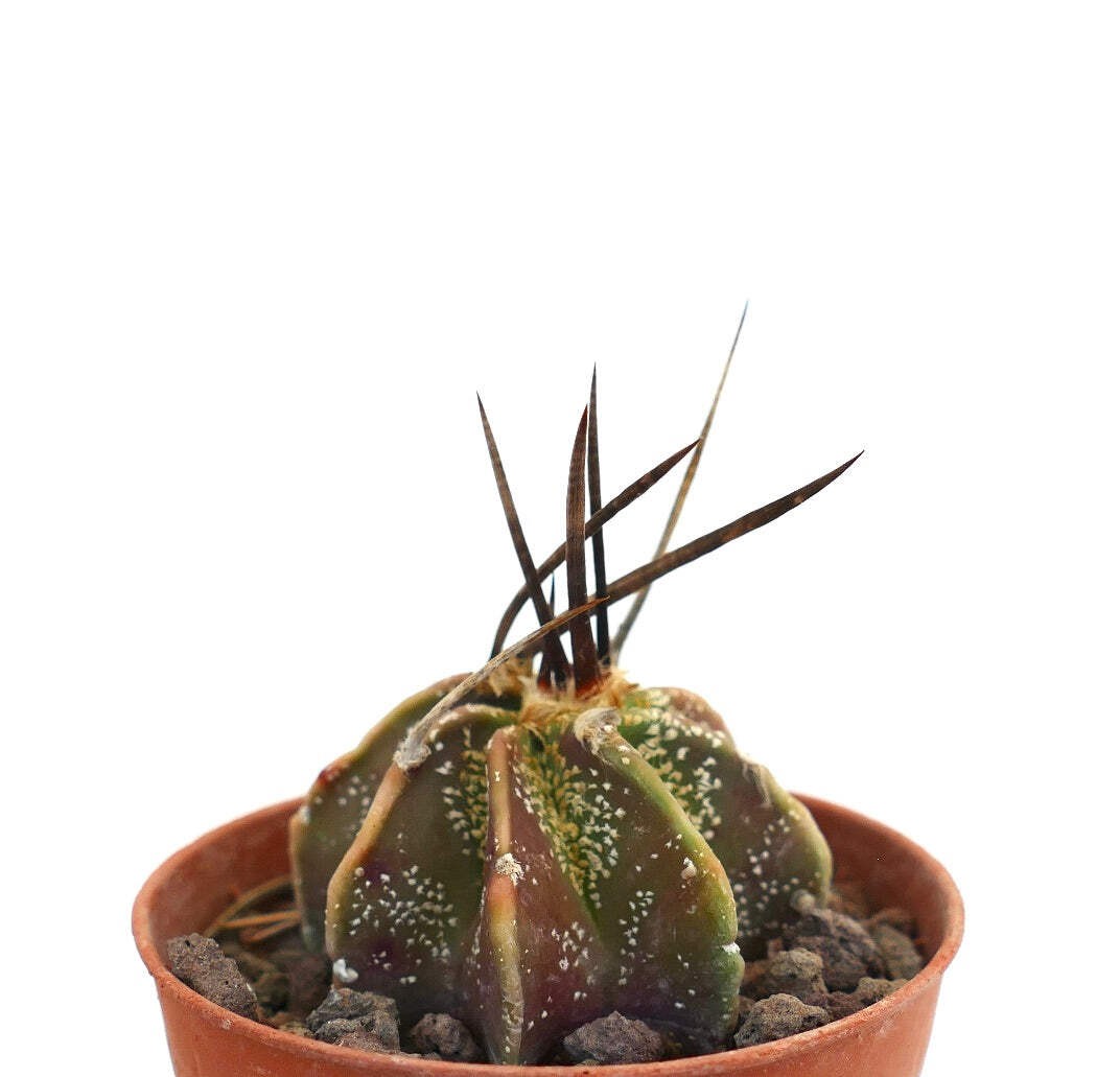 Astrophytum capricorne THAYO x BUFFALO – Goat’s horn cactus | Capricorn cactus