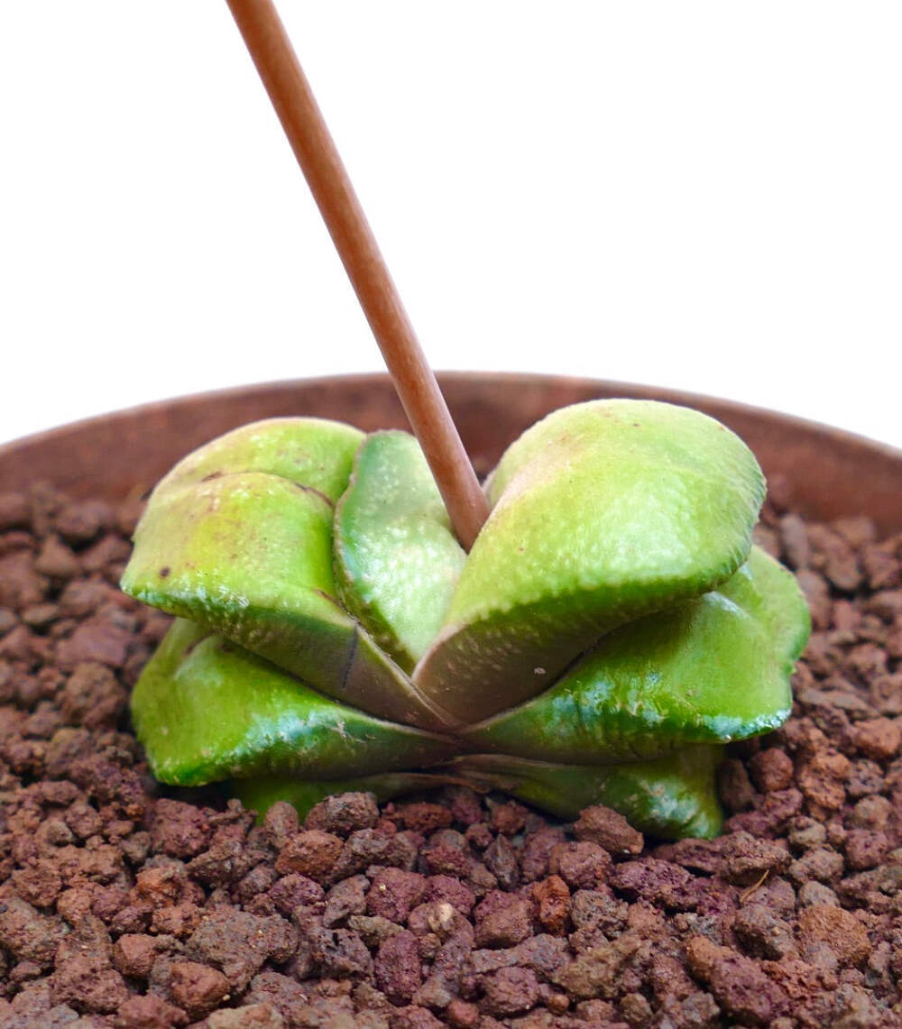 Gasteria armstrongii cv. ‘Maafushi’ – Armstrong’s gasteria | Ox tongue