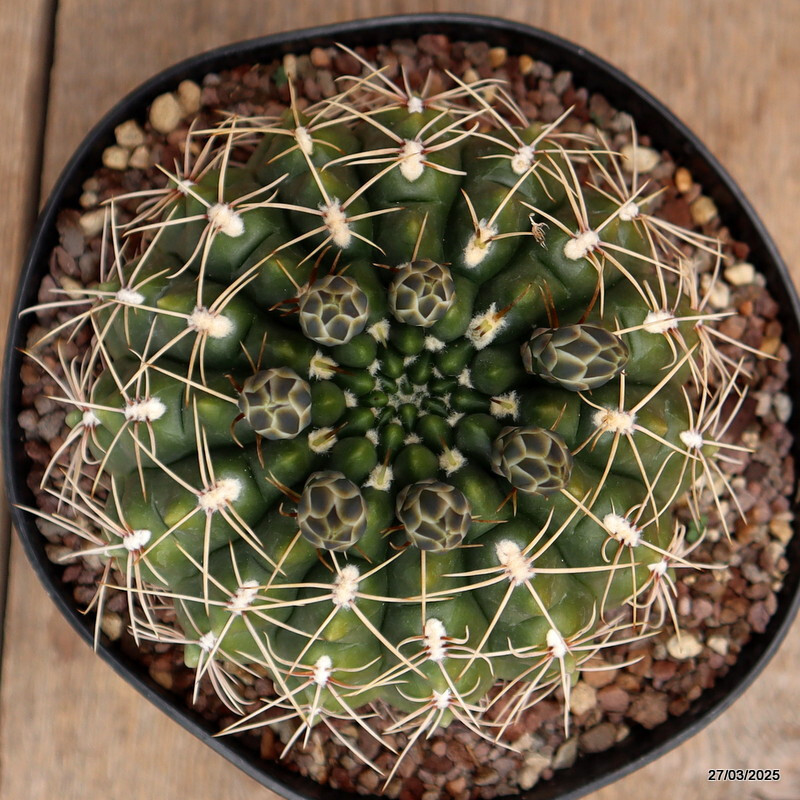 A9985 GYMNOCALYCIUM QUELIANUM pot18-H13-W14 cm MaMa Cactus