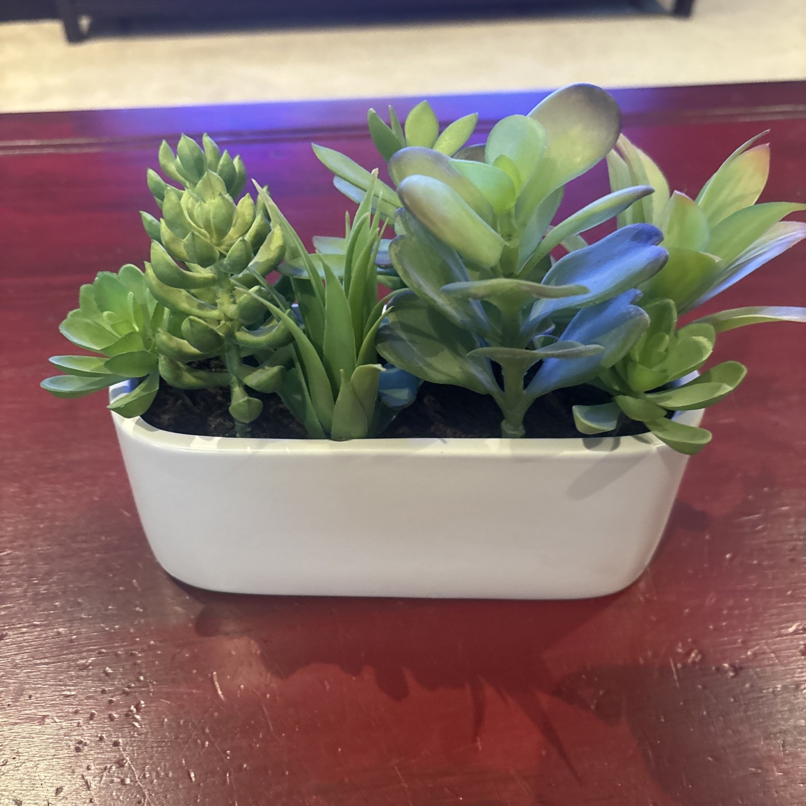 Succulent Plant Artificial