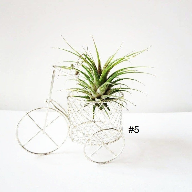 Air Plant Wall Decor Shell Air Plant Display Hanging Tillandsia Minimalist