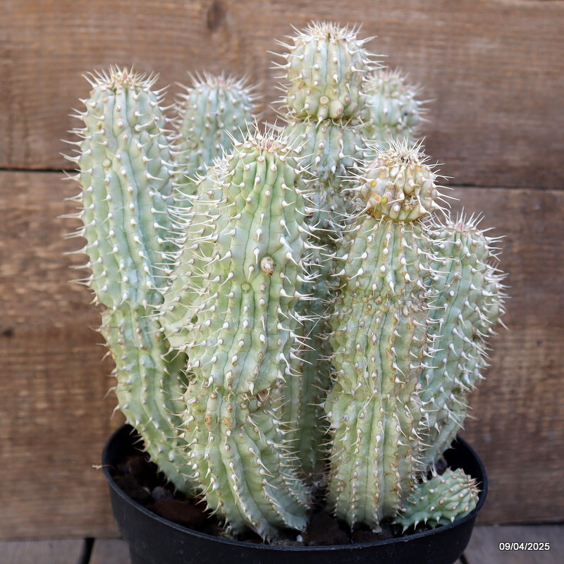 D86 TRICHO. GORD. pot18-H25-W22 cm MaMa Cactus