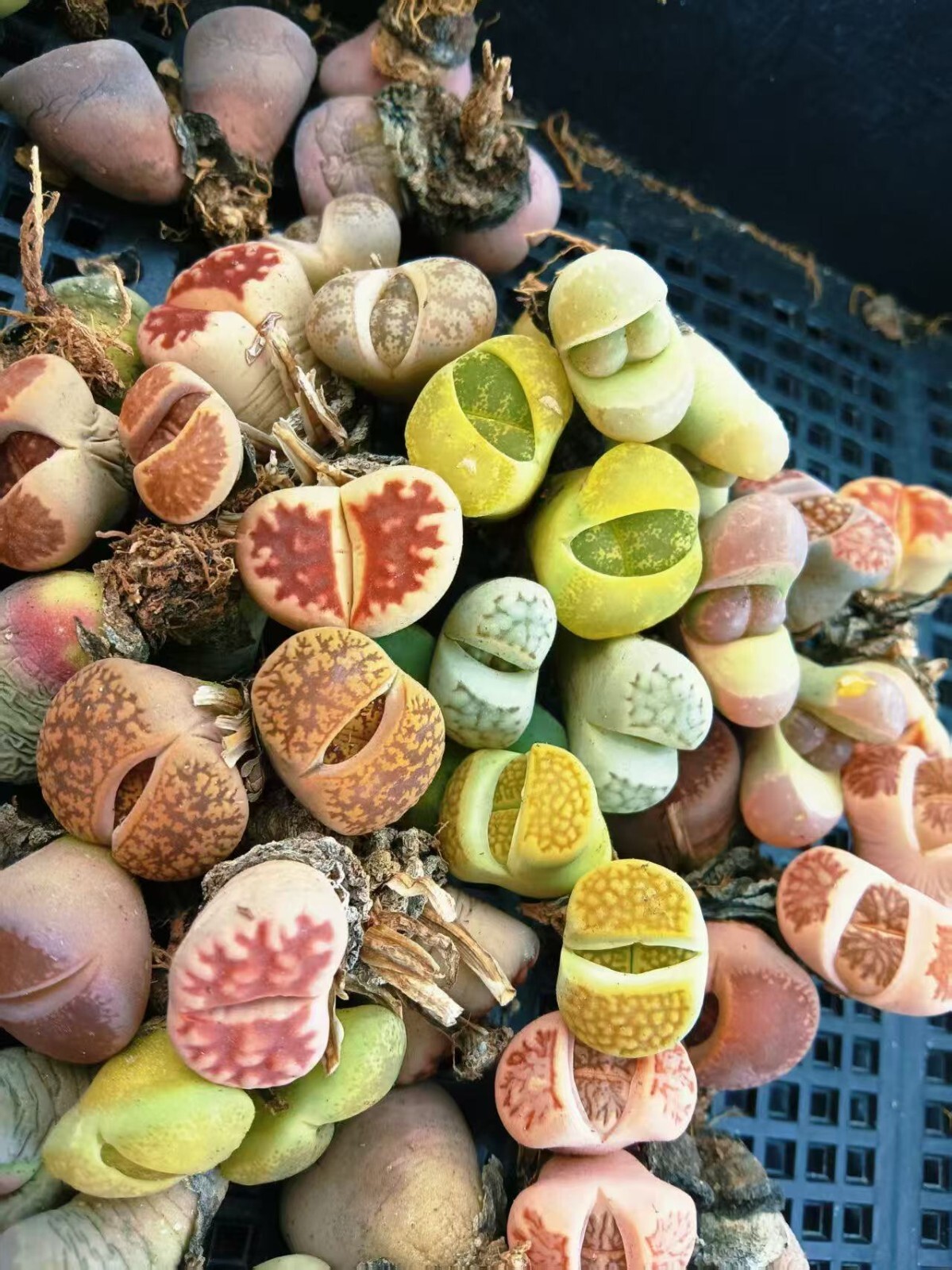10 pcs lithops double headed beautiful color