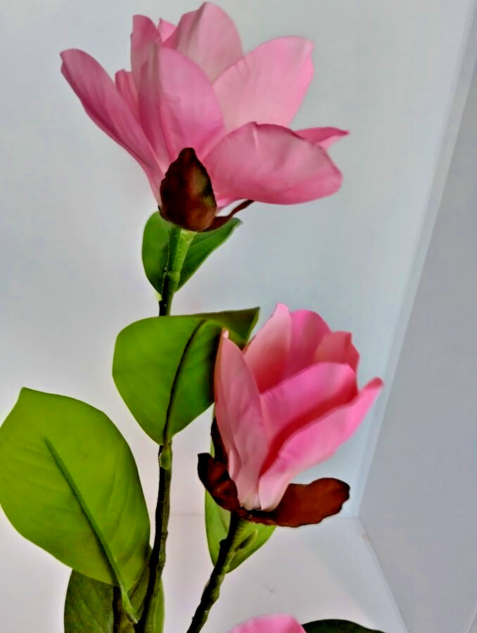 Magnolia stem bush PINK