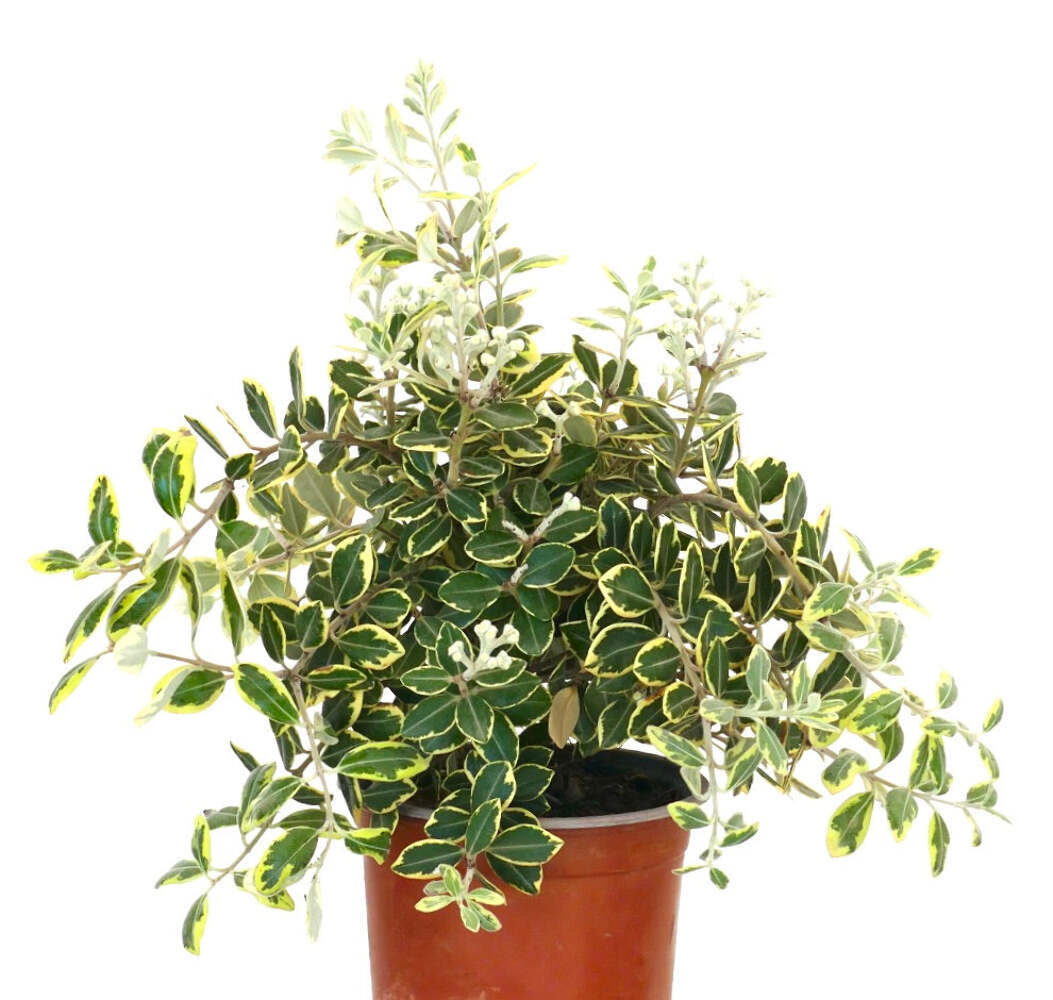 Metrosideros excelsa VARIEGATED 20-55cm | New Zealand Christmas Tree | Pohutukaw