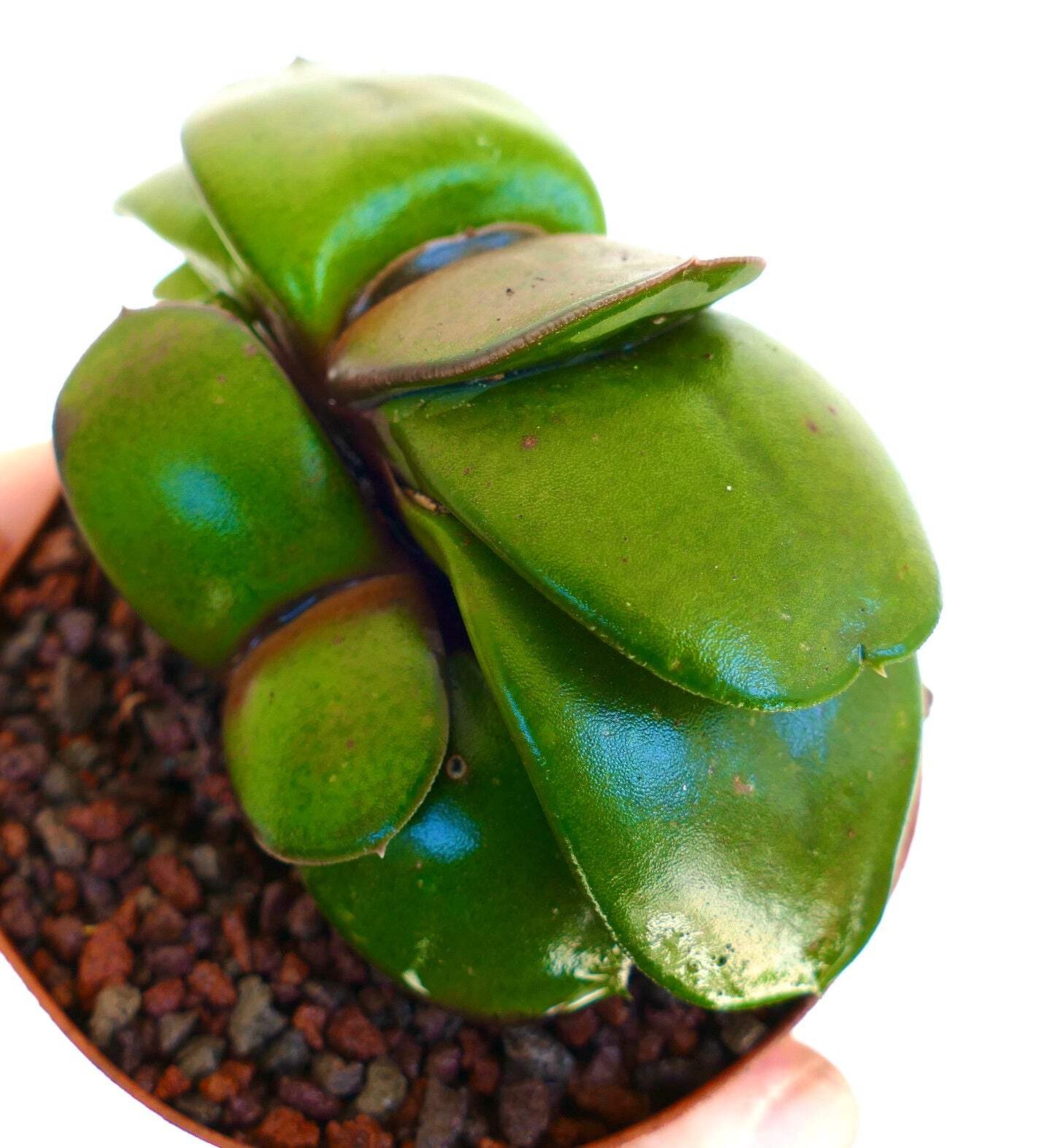 Gasteria pillansii cv 滑らか肌 TWO PLANTS – Namaqua gasteria | Pillans’ gasteria