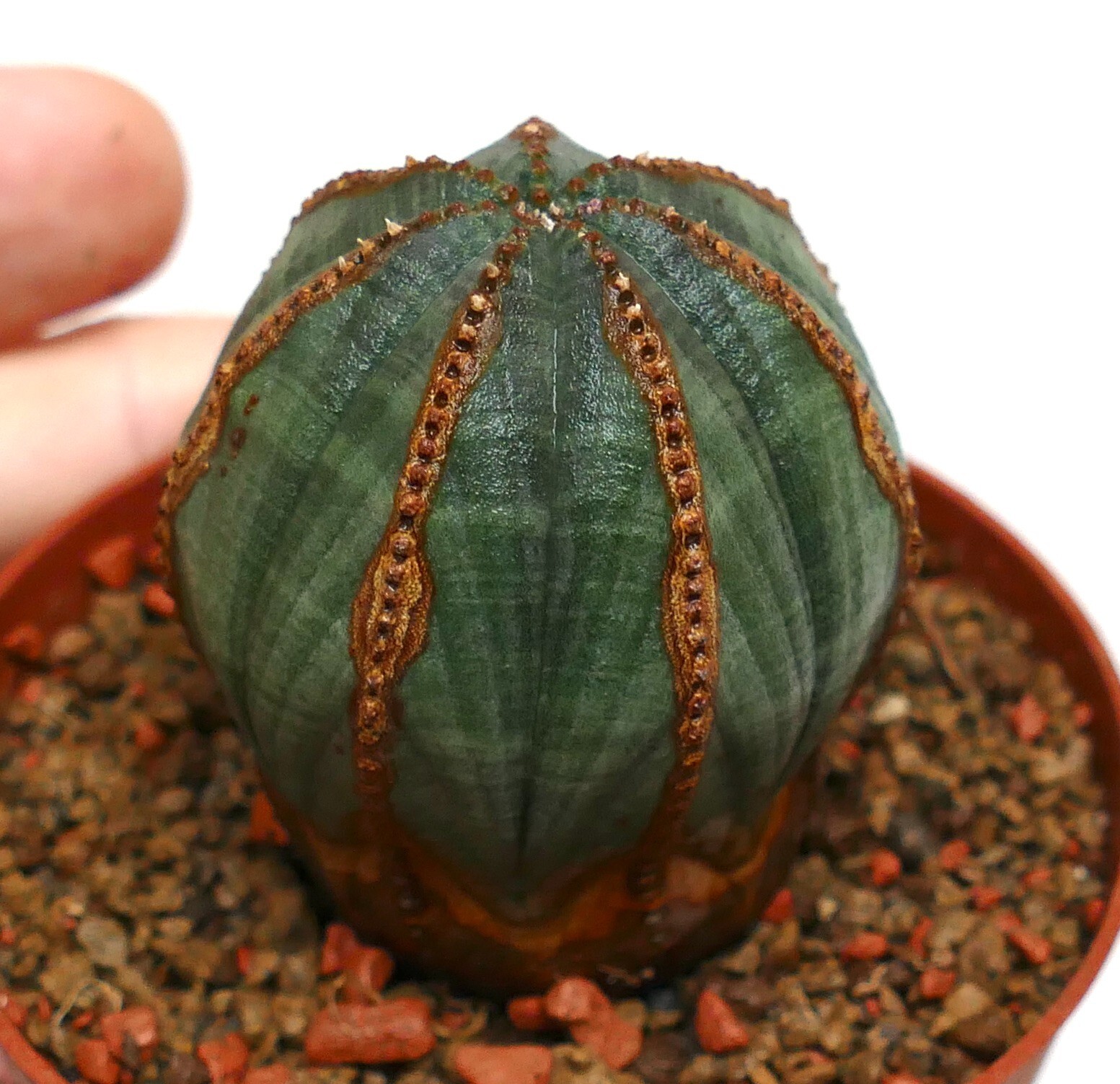 Euporbia obesa BROWN LINES on ribs VERY OLD 555 (botanical archive) no crested