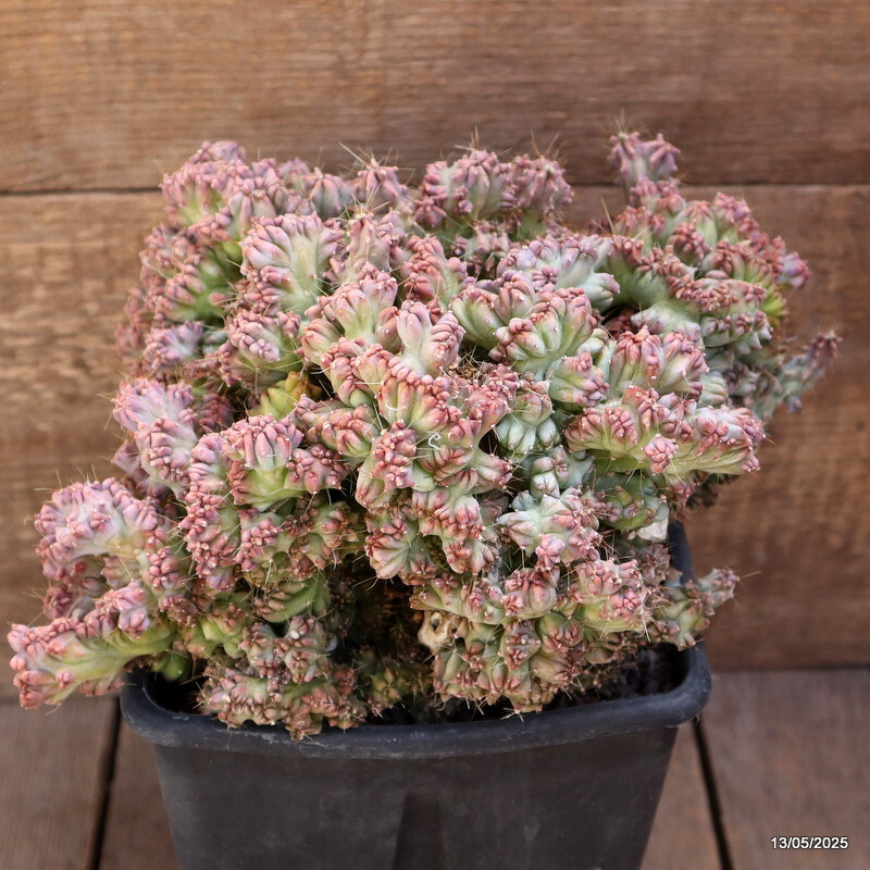 D4091 MYRTILLOCACTUS GEOMETRIZANS STRICTUS pot15-H16-W27 cm MaMa Cactus