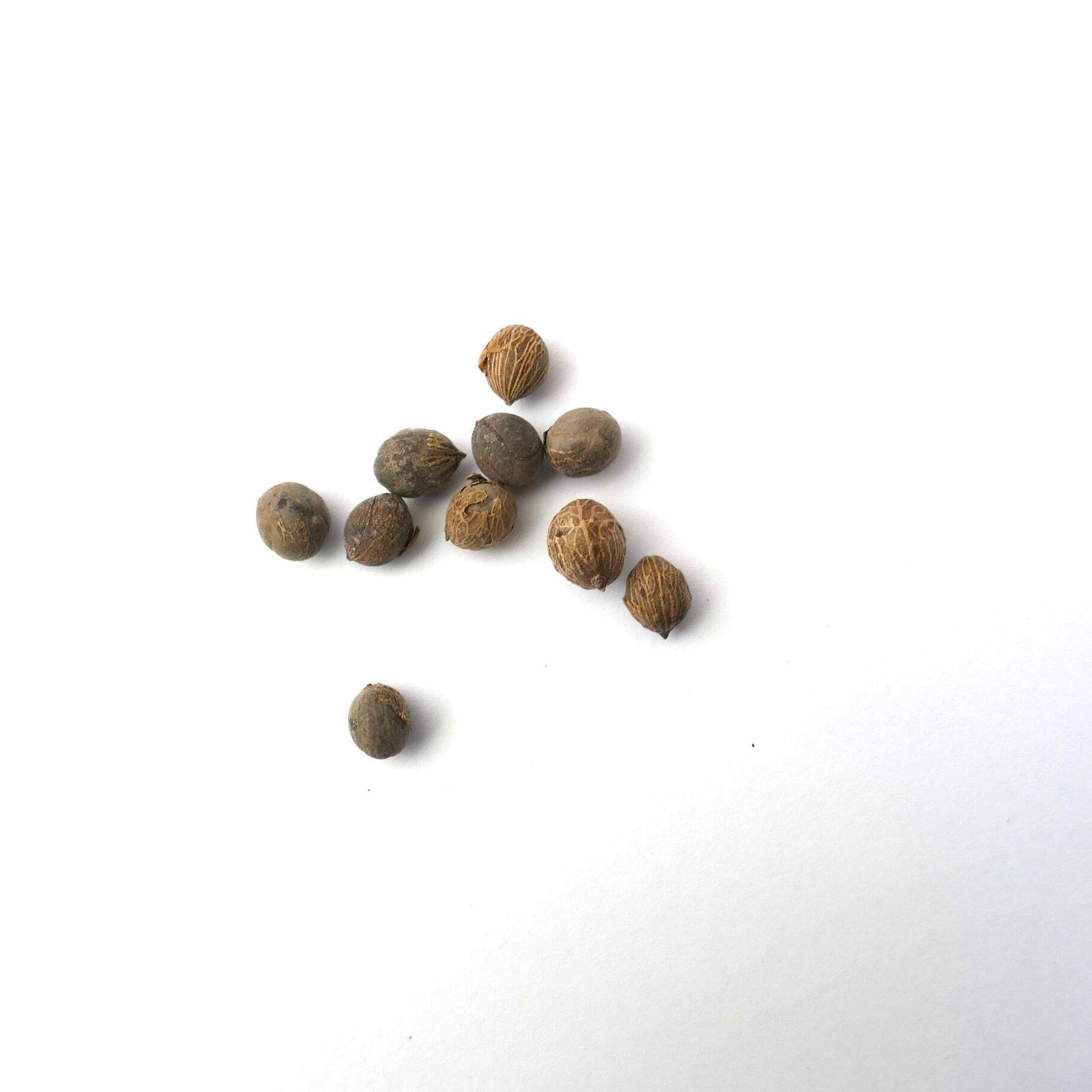 Chamaedorea radicalis SEEDS – Radicalis palm | Hardy bamboo palm