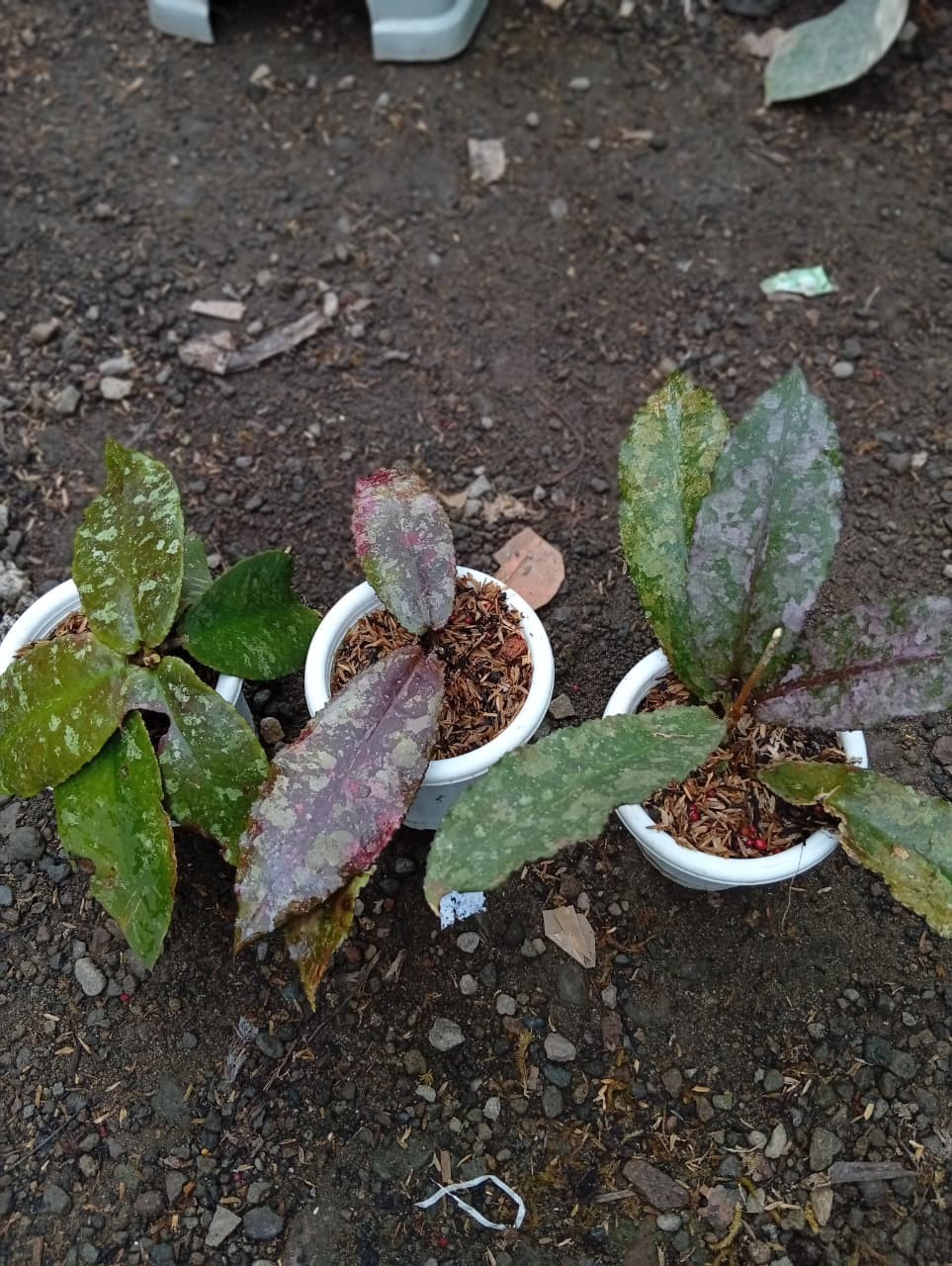 Real Picture Hoya Undulata Red Splash