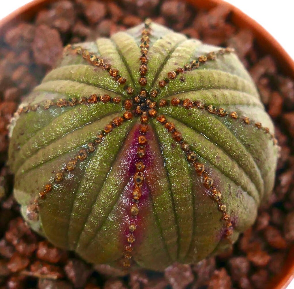 Euphorbia obesa DARK GREEN & PINK ARROW HB023-14 – Baseball plant | Sea urchin p