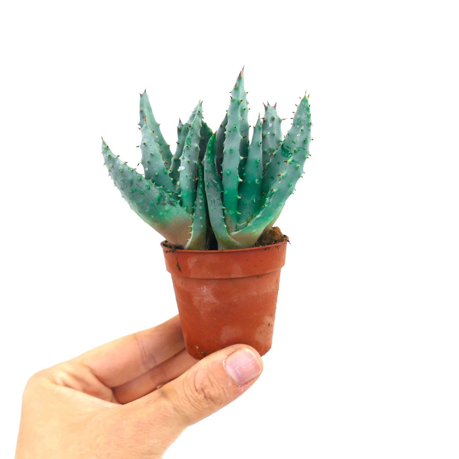Aloe spectabilis BLUE FORM full pot SS9T – Spectacular aloe | Aloe spectabilis