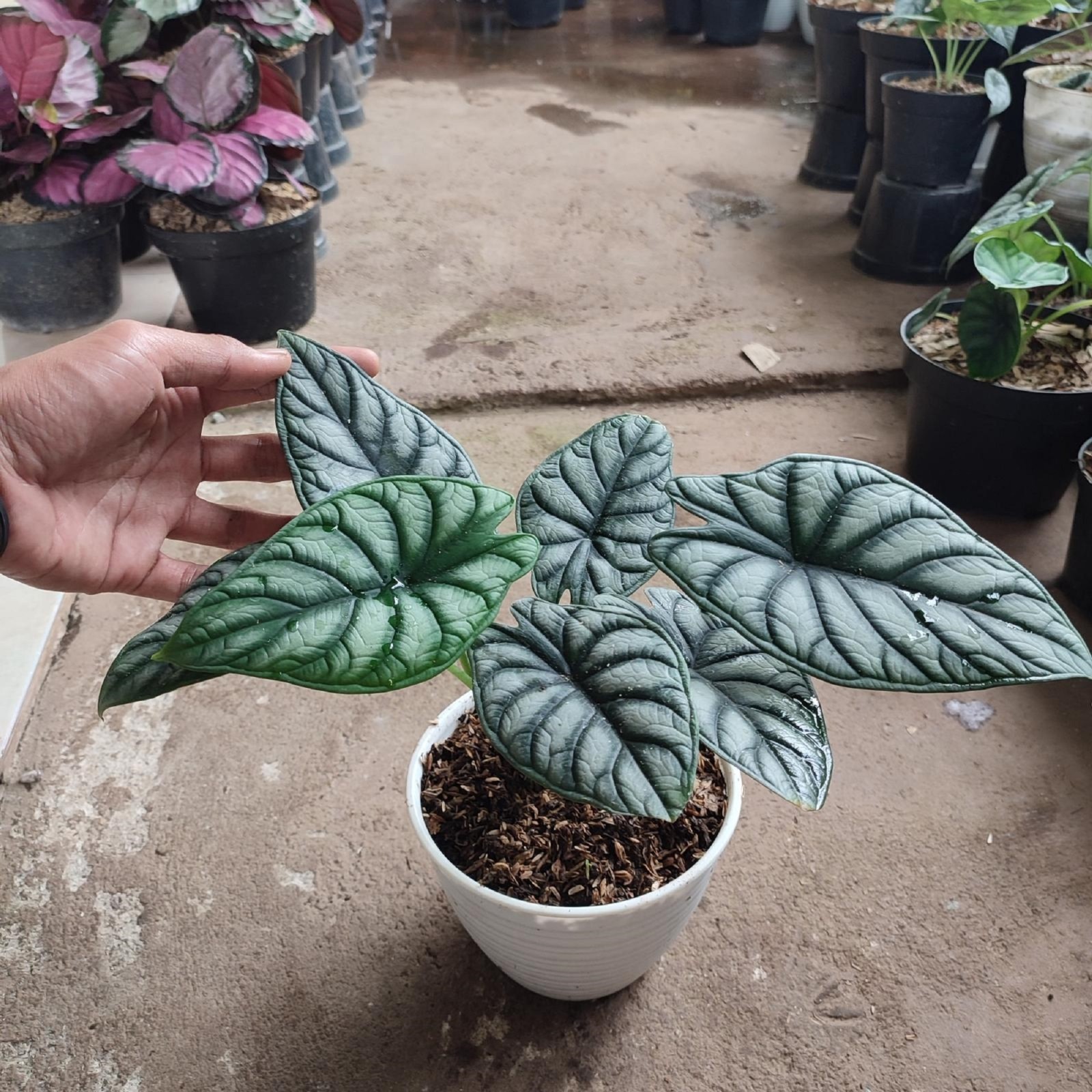 Alocasia Dragon Dark Silver house Plant Indoor Tropical plant
