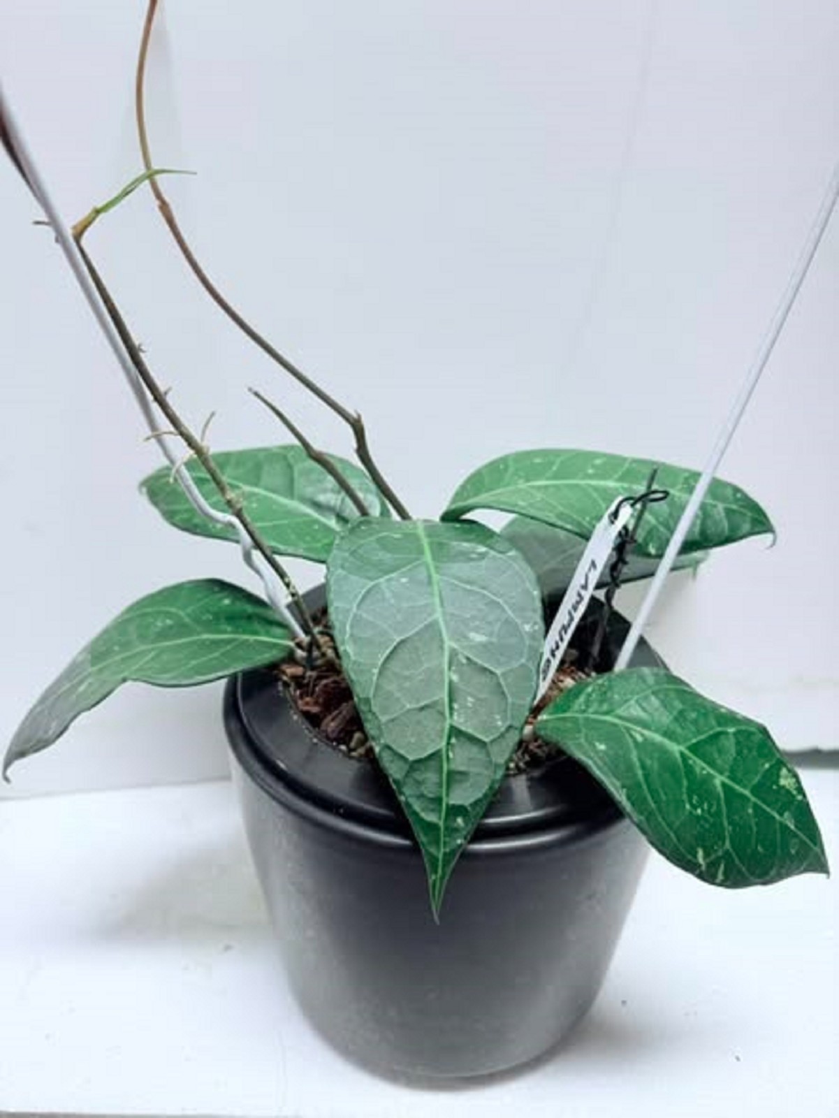Hoya sp Lampung Rare Hoya Plant Exotic Tropical Vine Collector’s