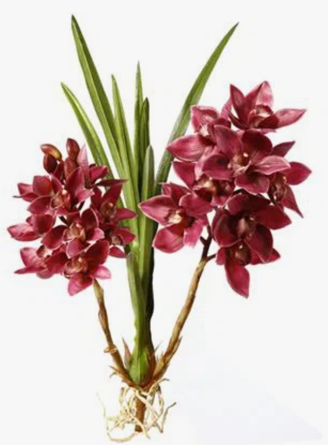 Realistic Orchid Cymbidium Plant Stem (Set Of 3) 32.5” H X 10” W X 20” D