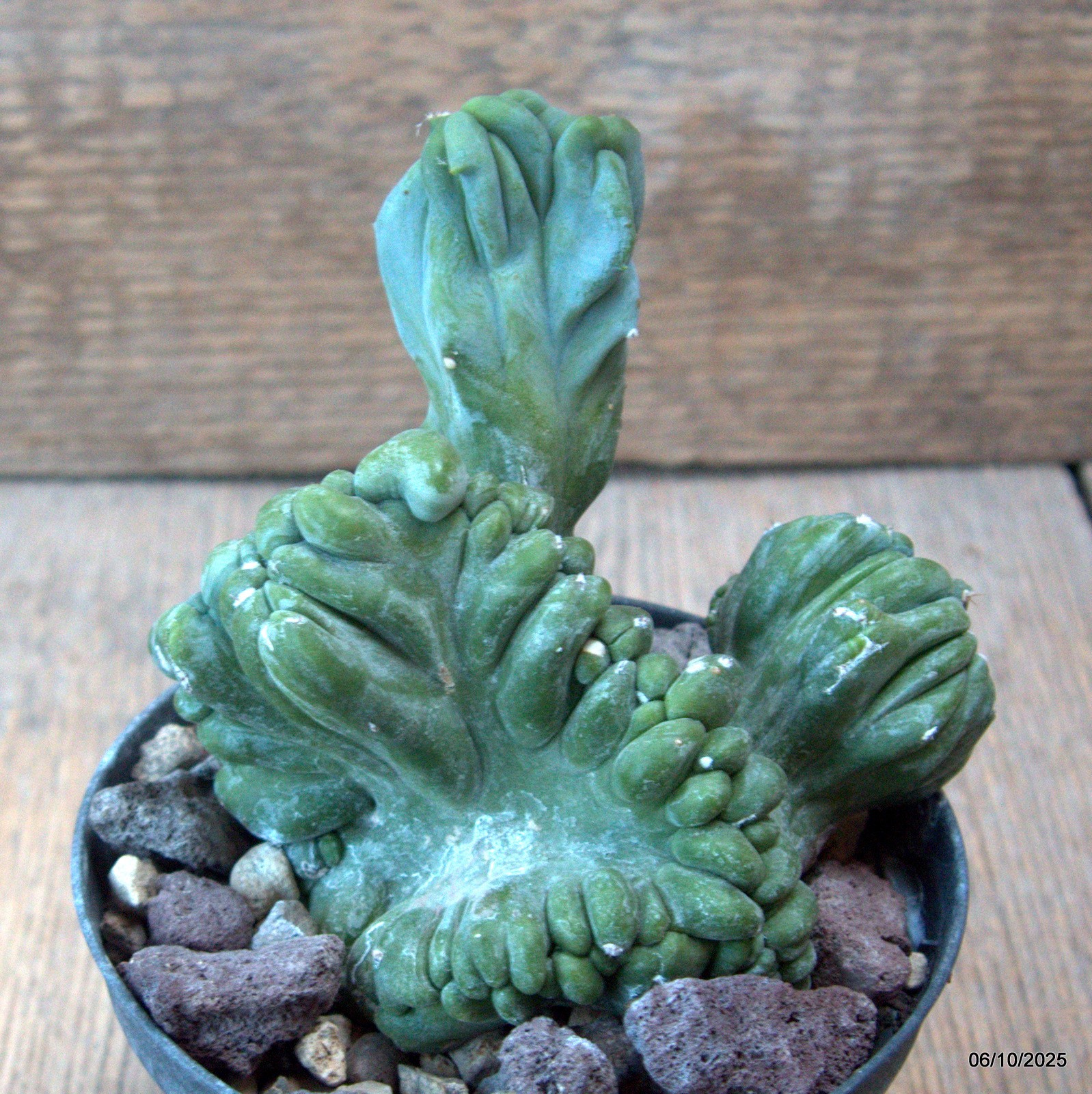 D6889 MYRTILLOCACTUS GEOMETRIZANS CRESTED pot10-H11-W10 cm MaMa Cactus