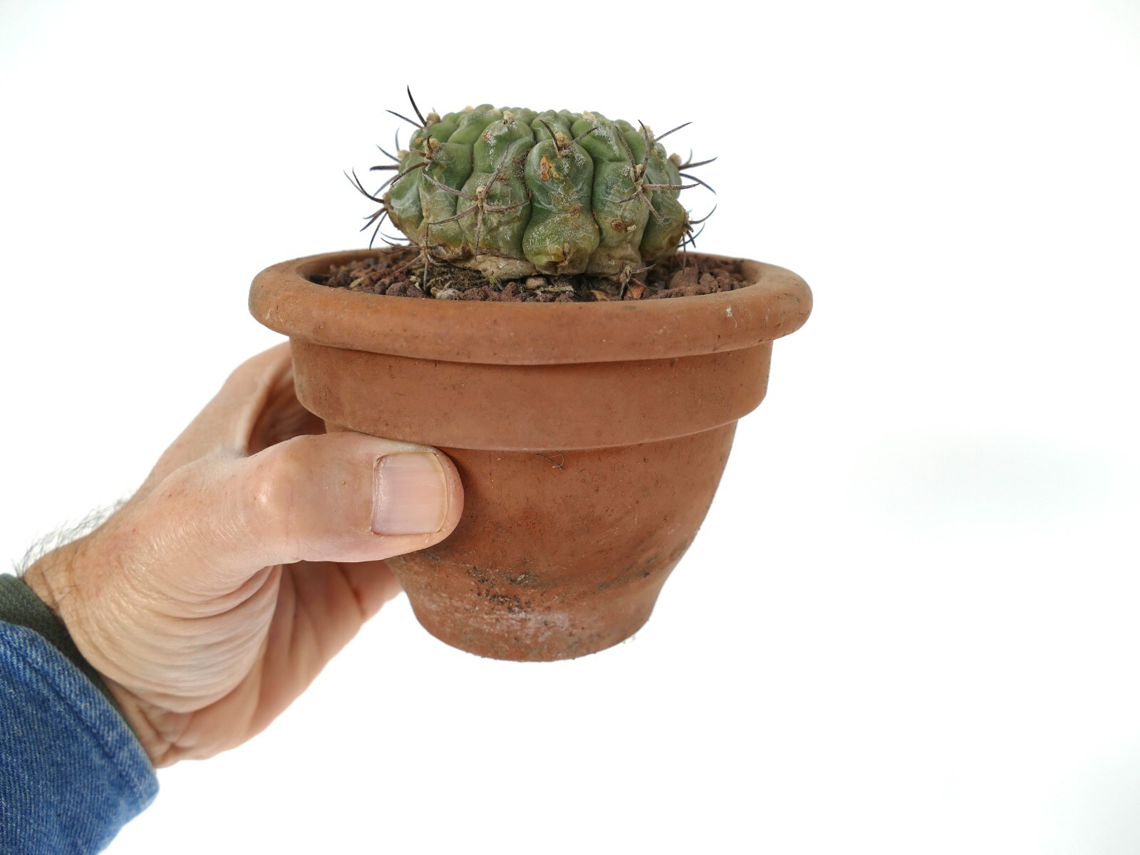 Gymnocalycium saglionis from NUDUM (BOTANICAL ARCHIVE) ex private AA1