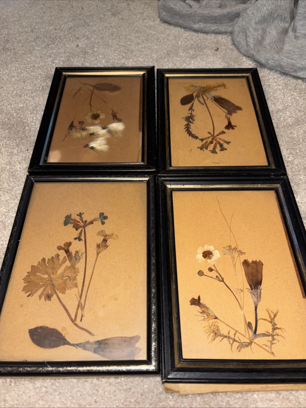 Vintage WW2 Set 4 Pressed Flowers Etc 5/7 Framed