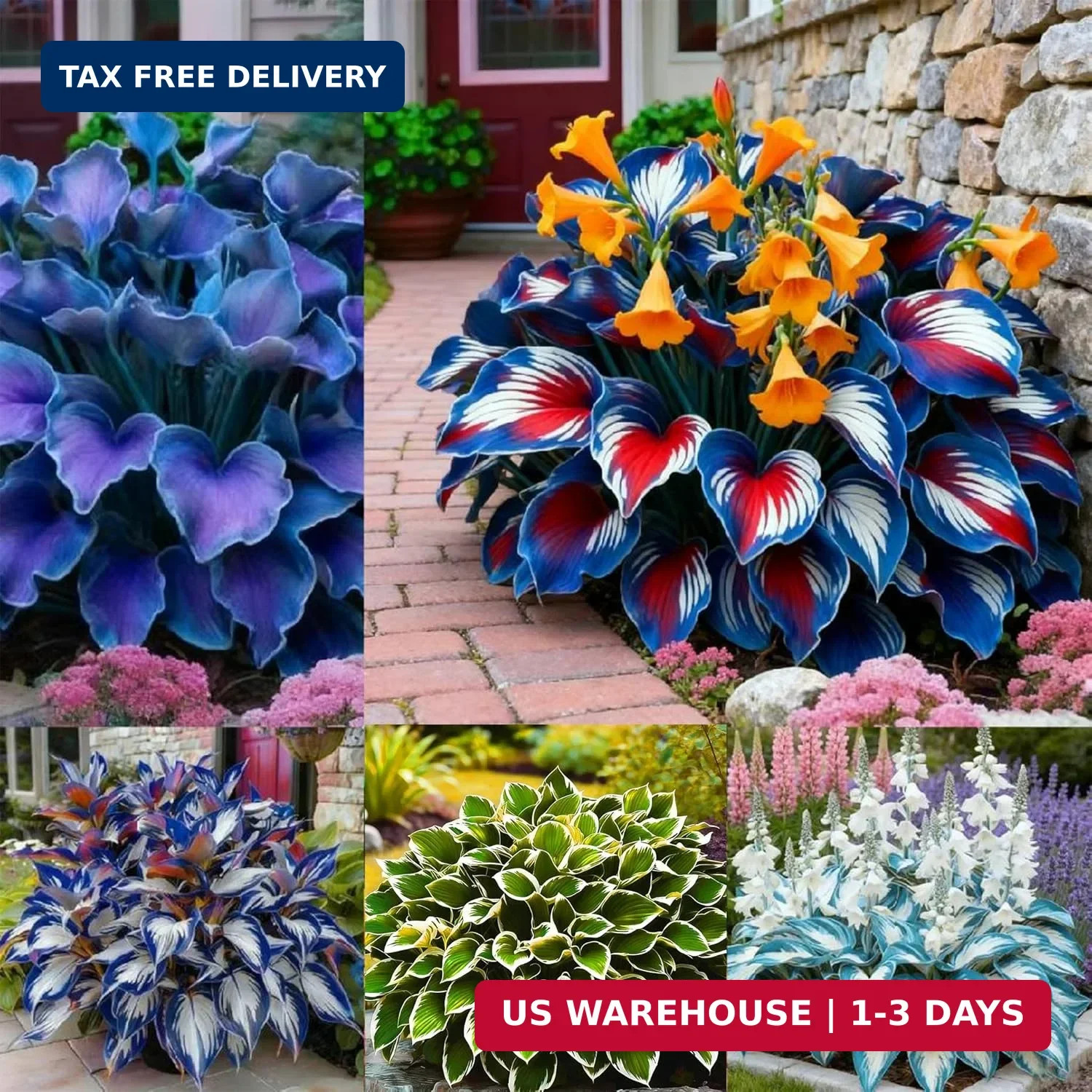 Hosta Seeds for Planting, 310+ Mixed Rare Hosta Seeds, Perennial Flower Palnts,
