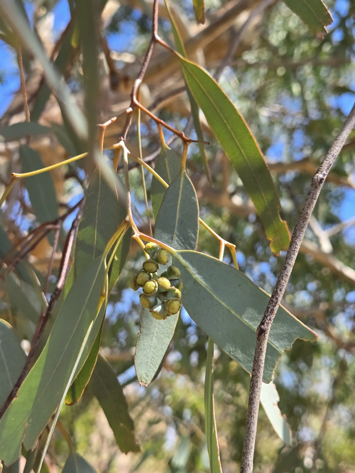 Eucalyptus Microcorys, 15 Seeds 2026