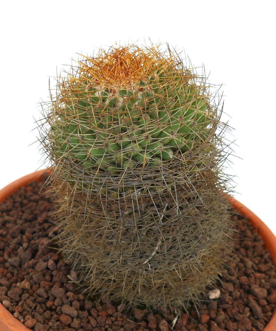 Mammillaria parkinsonii REP 2363 Pena Miller, Querétaro, Mexico –