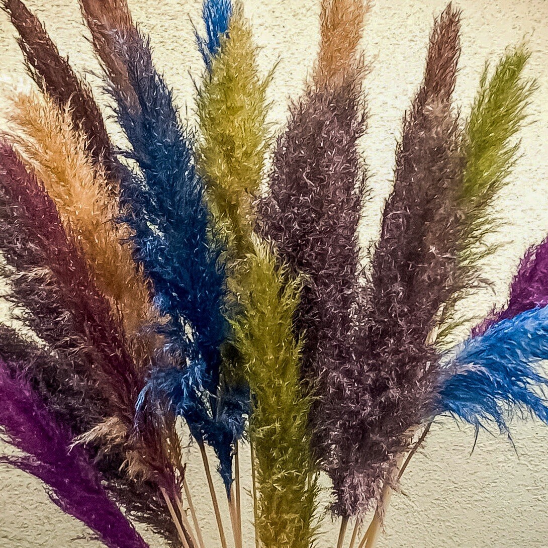 PAMPAS- Box of 10 X (36”) pampas grass stems Red/Blue/Green/Gold/Purple/Yellow