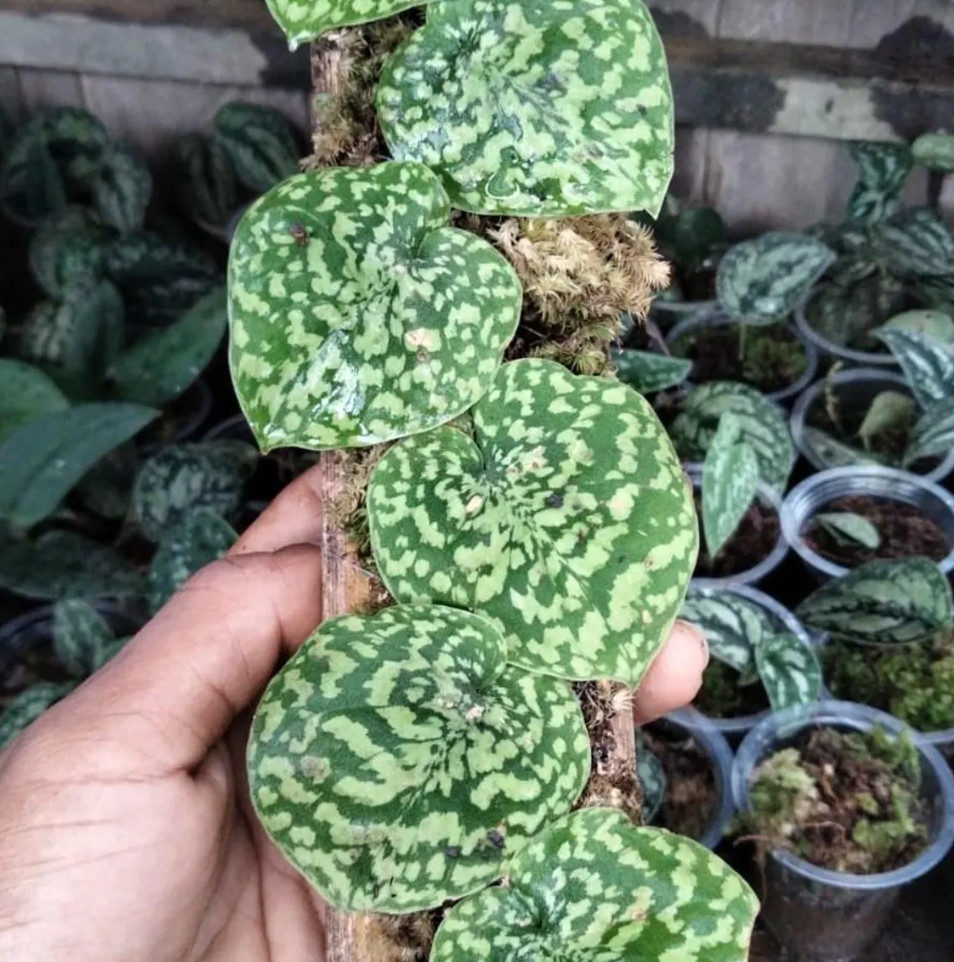 Scindapsus Snake Scale Stabillo Real Picture Rare Plant