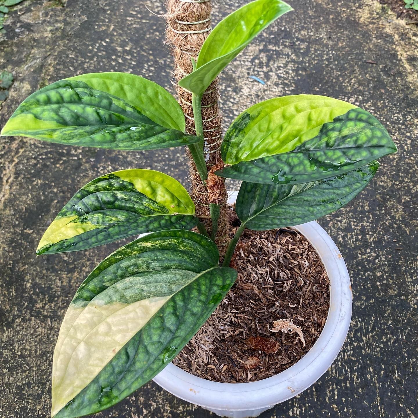 Monstera Karstenianum Variegated with Phytosanitary Cert