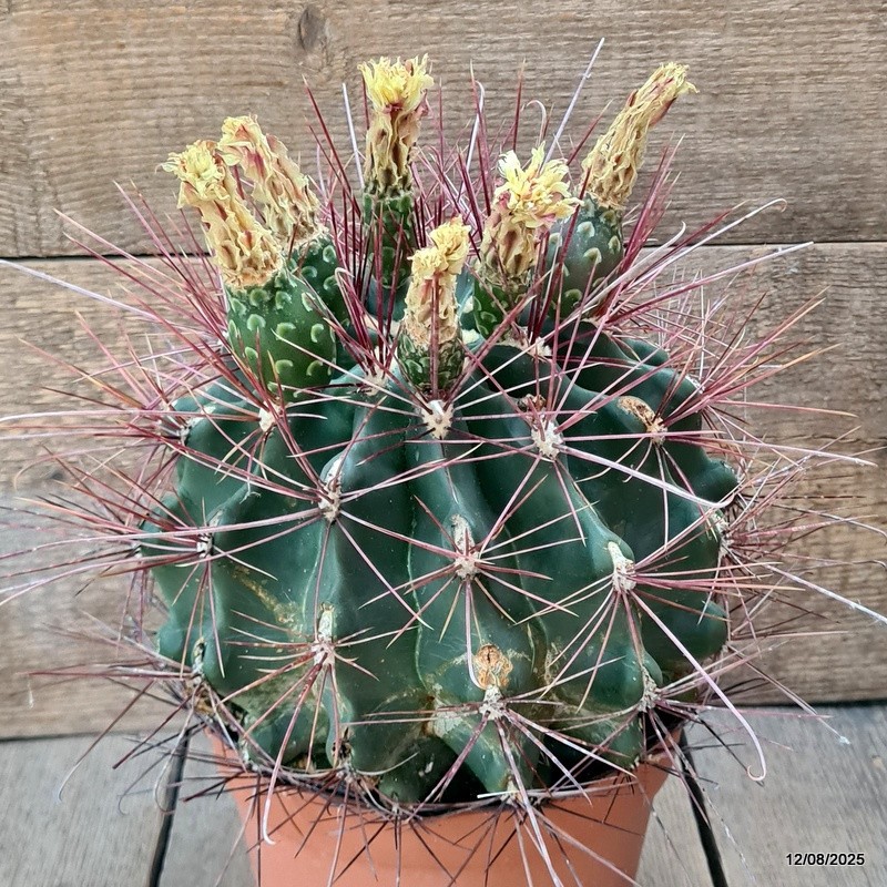 D5870 FEROCACTUS SETISPINUS pot18-H19-W23 cm MaMa Cactus