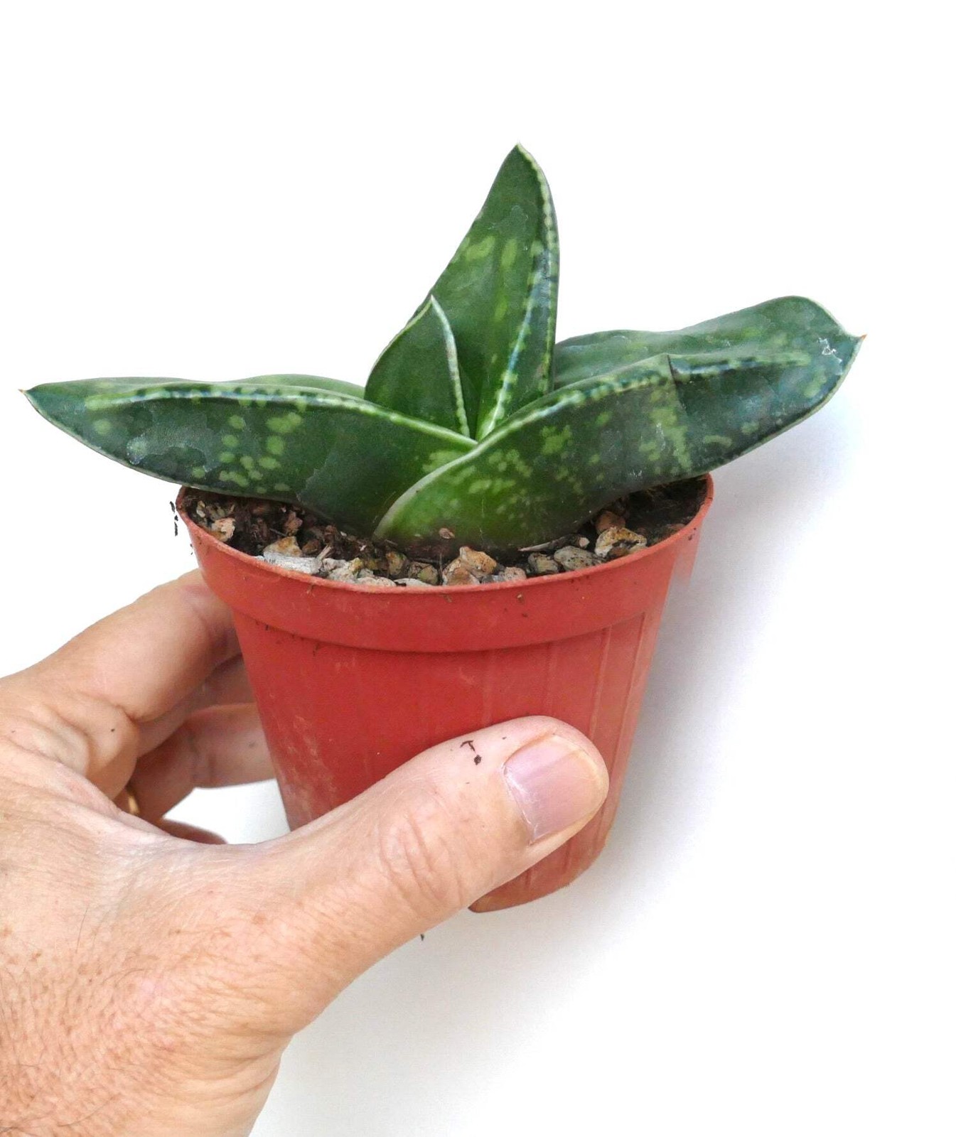 Gasteria armstrongii cv CORAL DREAM – Armstrong’s gasteria | Armstrong gasteria