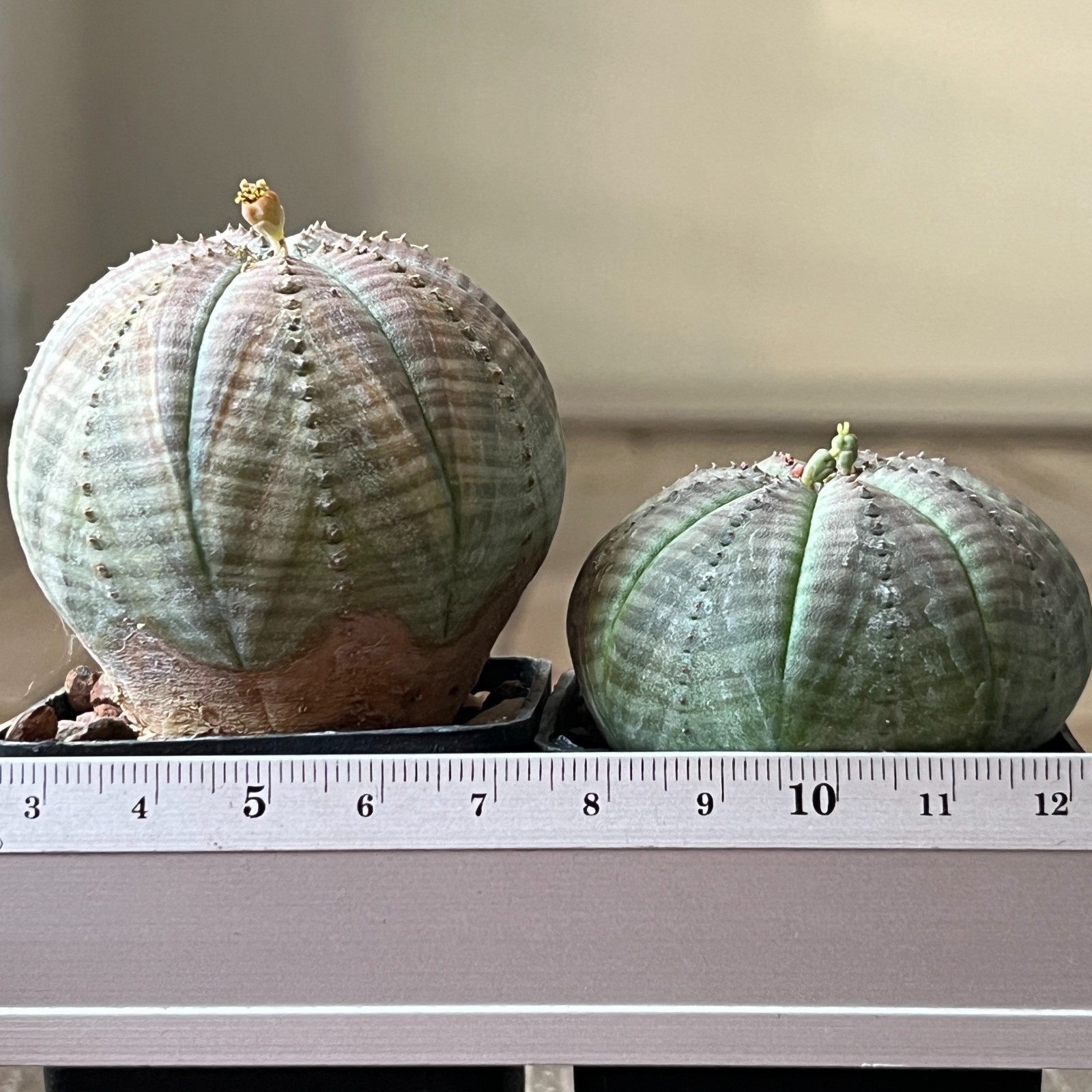 A42-2070 Euphorbia obesa pair M+F, own root