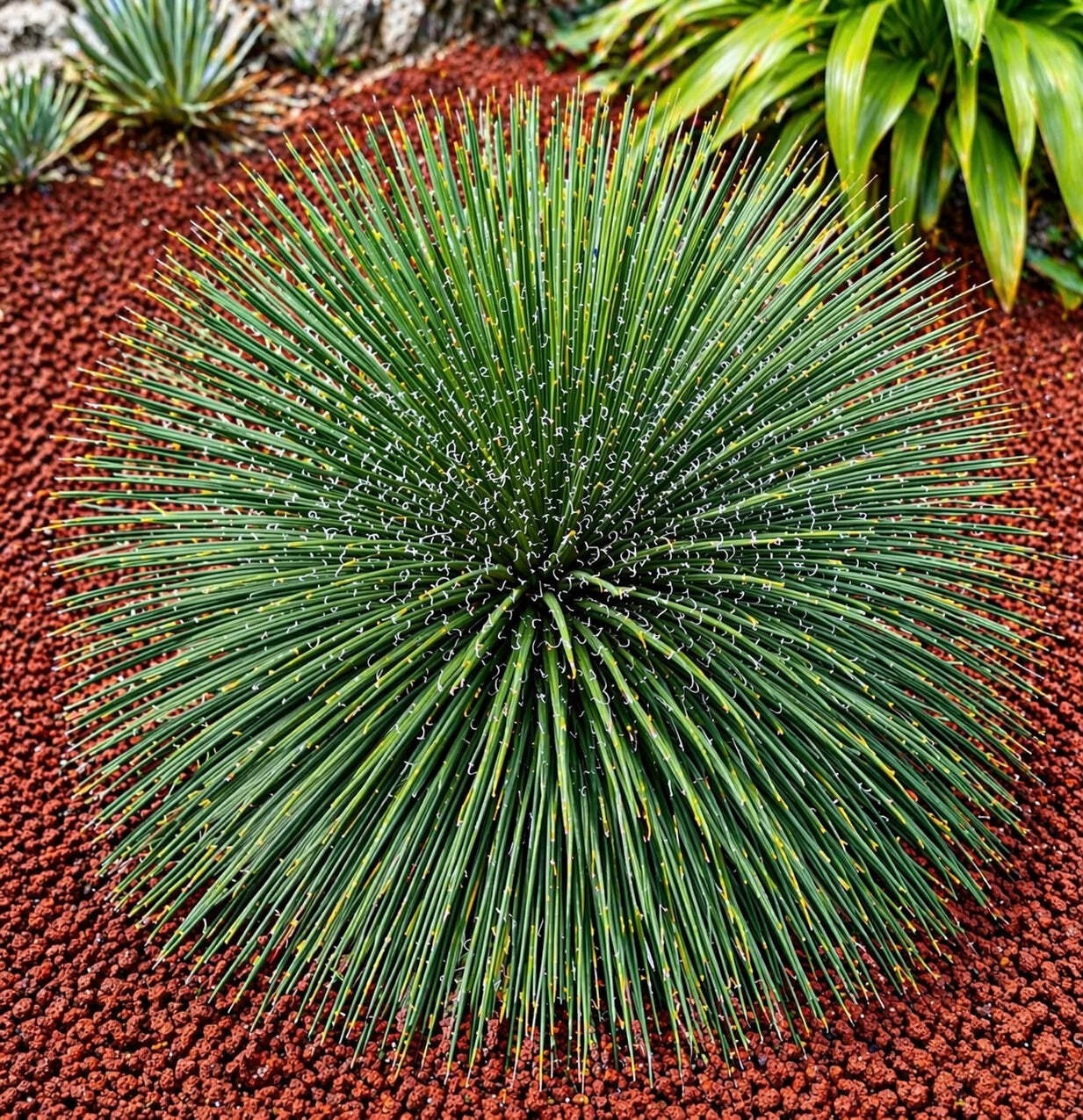 Agave geminiflora SEEDS – Twin-flowered agave | Needle agave