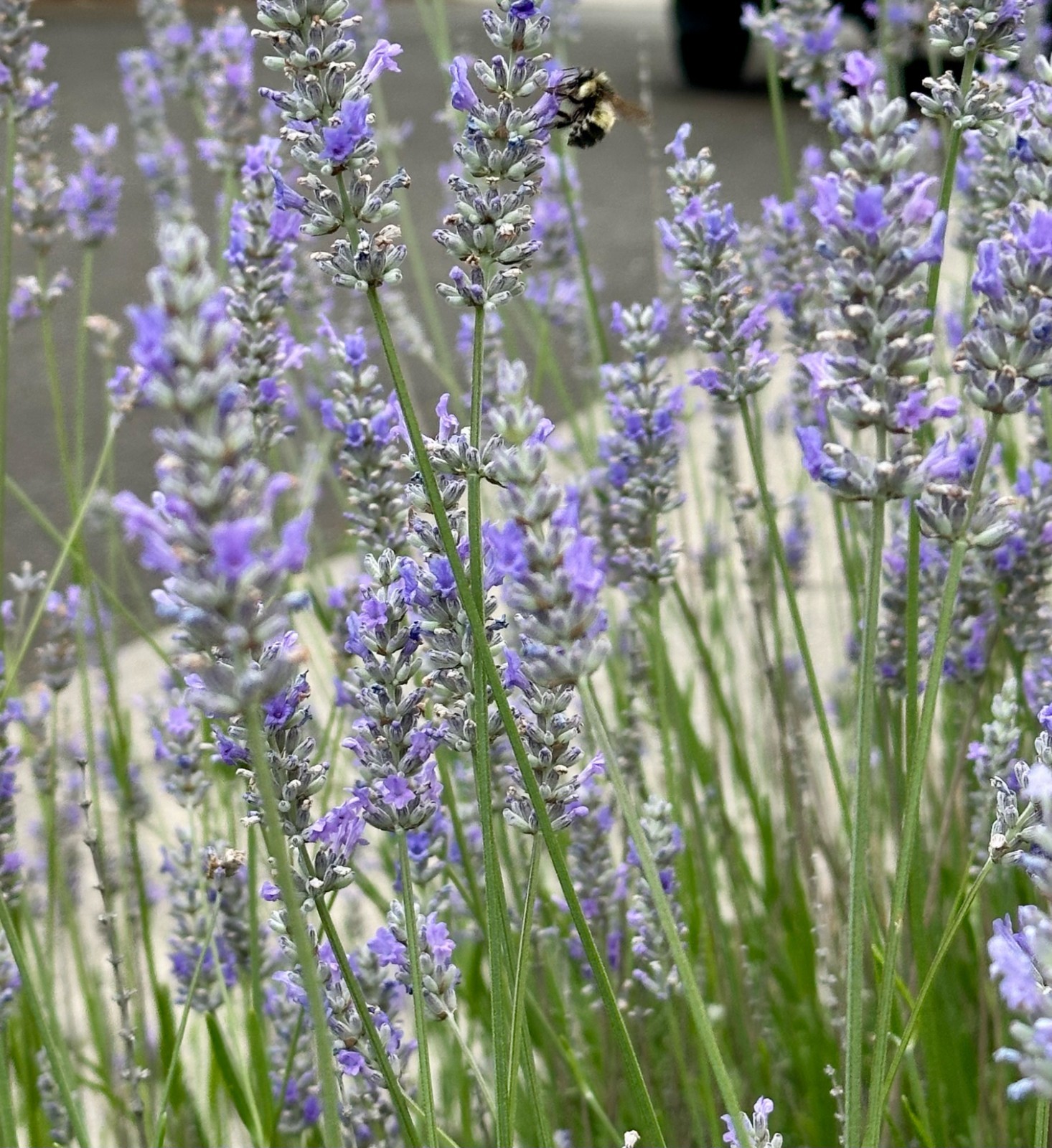 Fresh Cut English Lavender — 100 Stem Bundle, Cut to Order