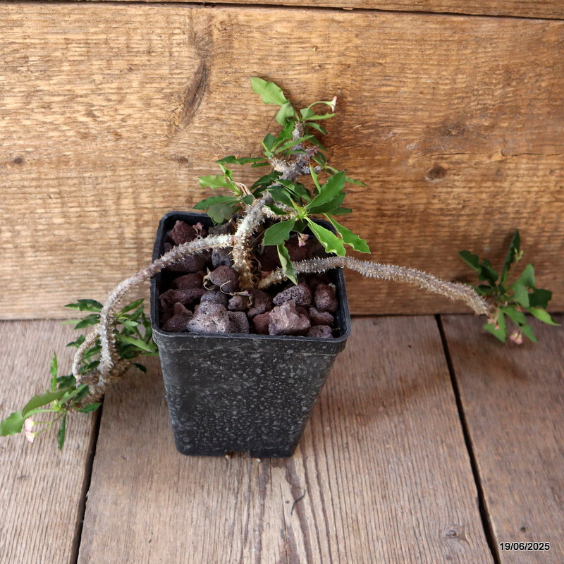 D4731 EUPHORBIA CROIZATII pot10-H21-W22 cm MaMa Cactus